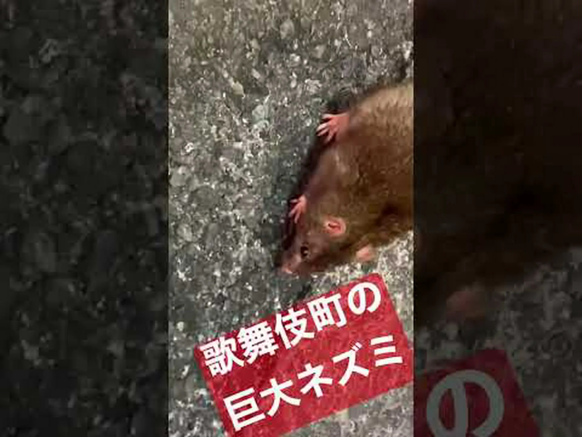 ヴァングヌ巨大ネズミ、初めて撮影 ヴァングヌ巨大ネズミ、初めて撮影