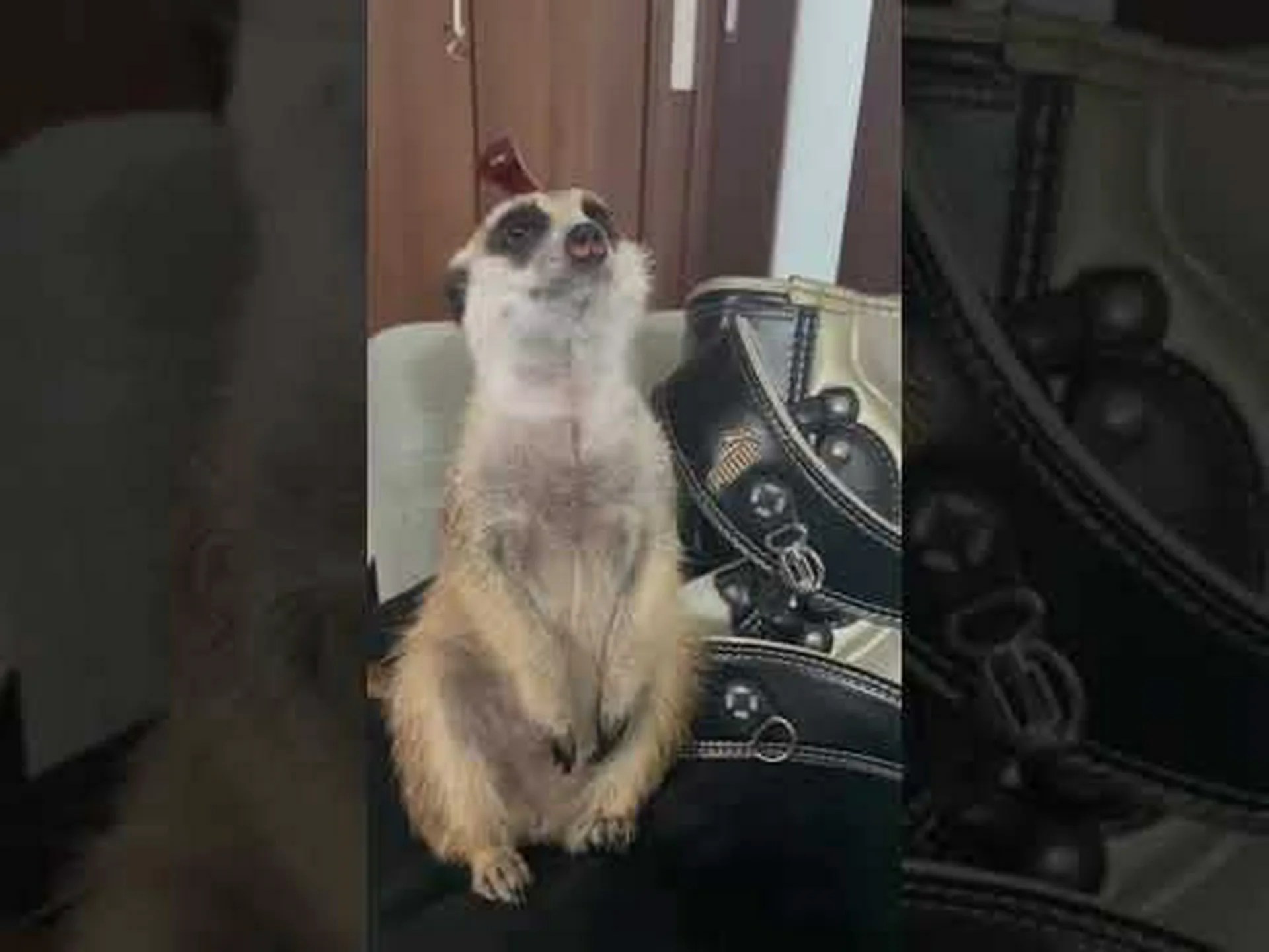 ミーアキャットは学校に行かなければなりません ミーアキャットは学校に行かなければなりません