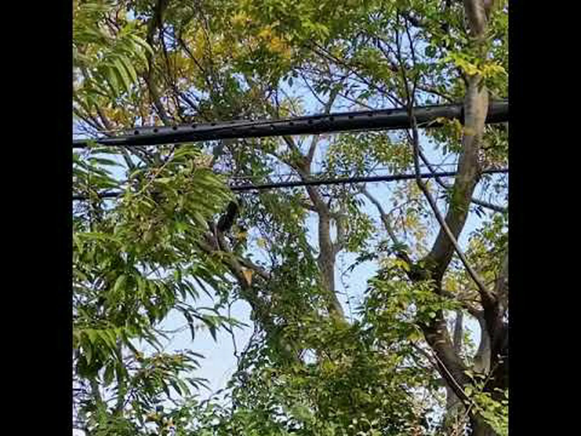 リスはどうやってジャンプを覚えるのか リスはどうやってジャンプを覚えるのか