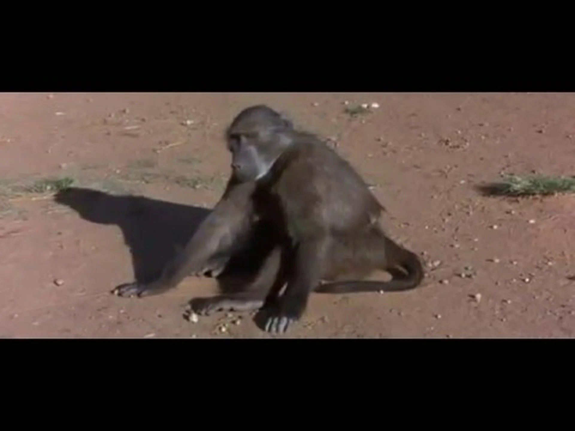 動物が酔った? 動物が酔った?