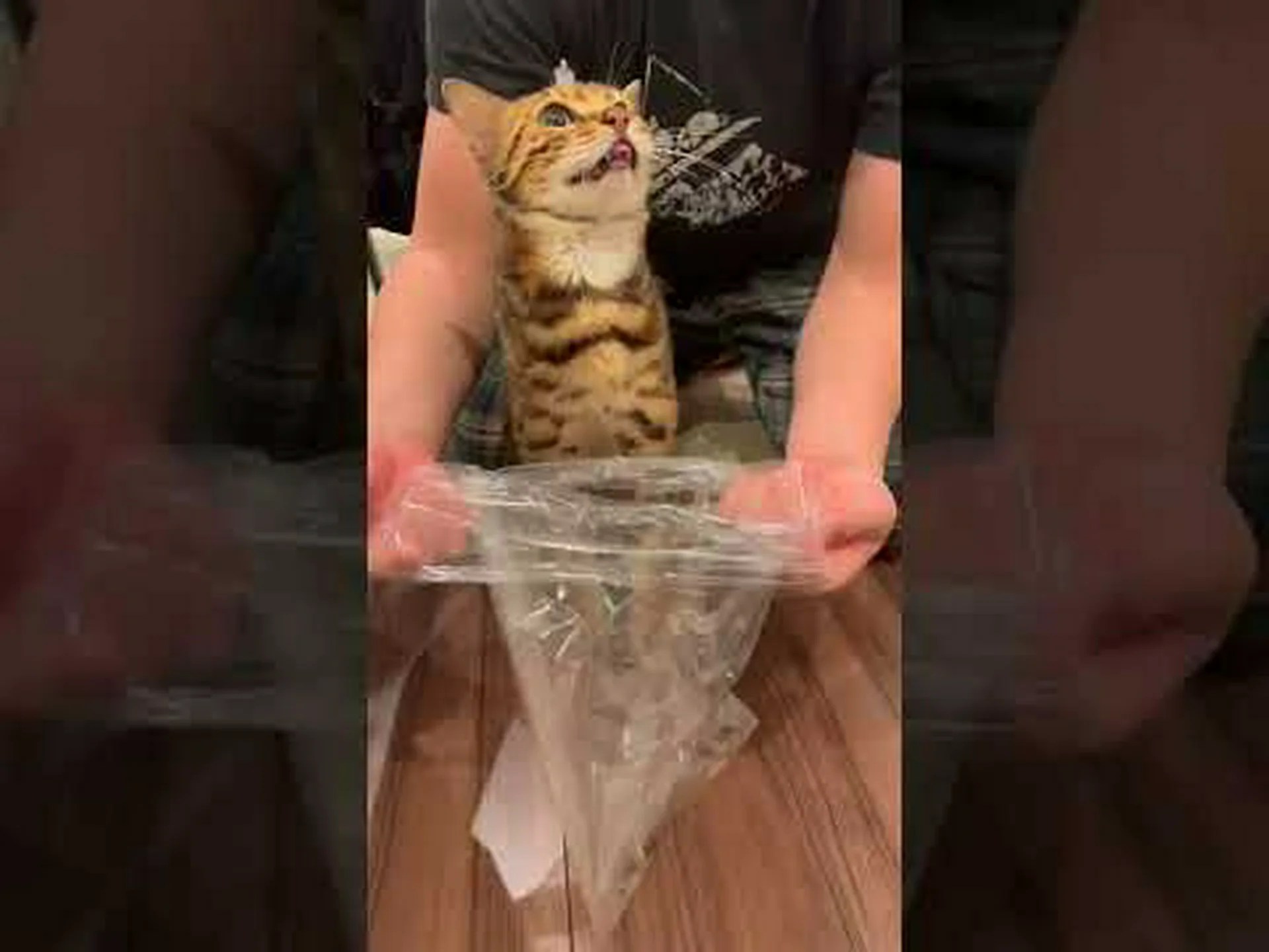 喉を鳴らしている猫は自分自身を癒します 喉を鳴らしている猫は自分自身を癒します