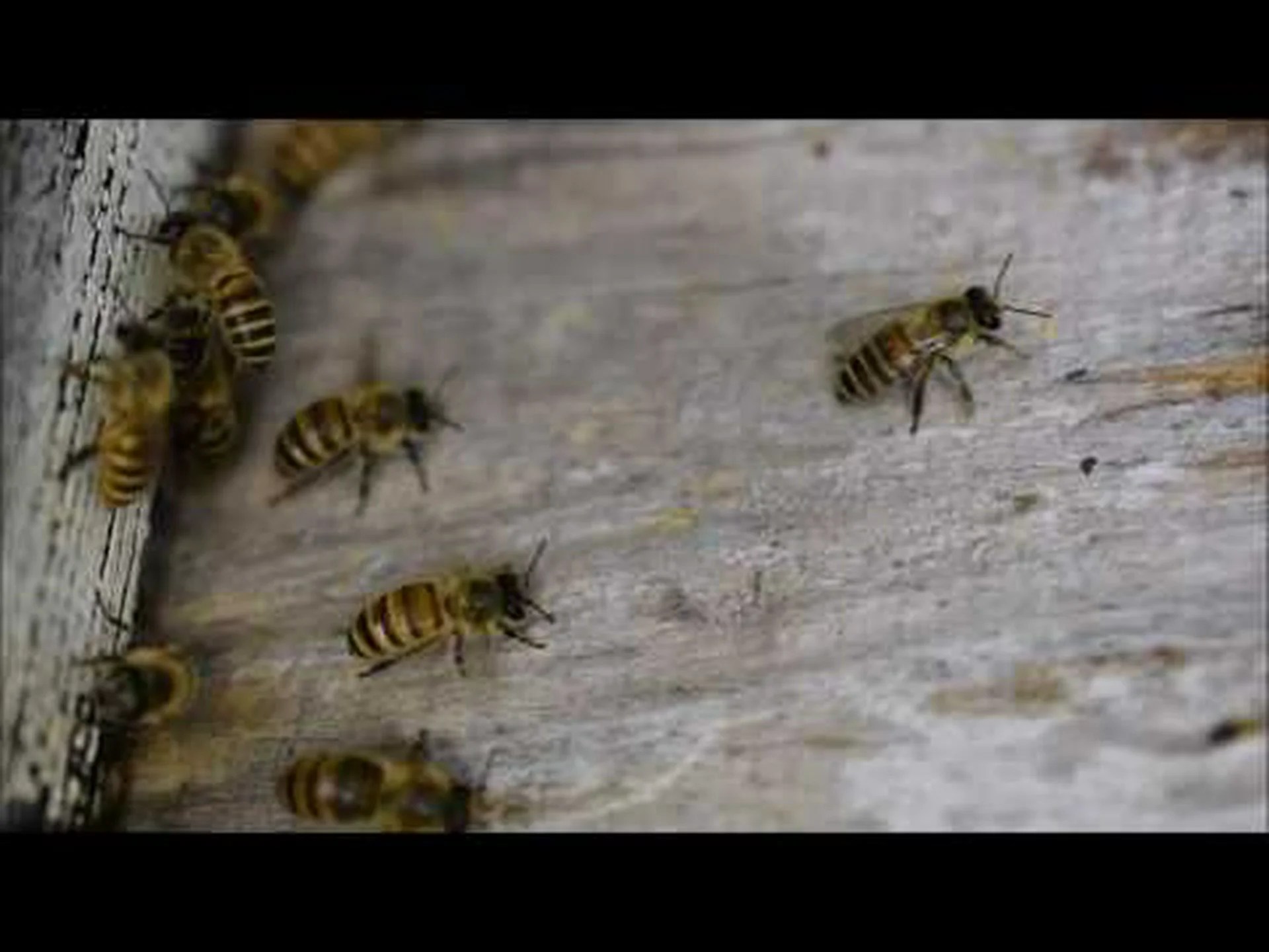 ミツバチは暑いのが好き ミツバチは暑いのが好き