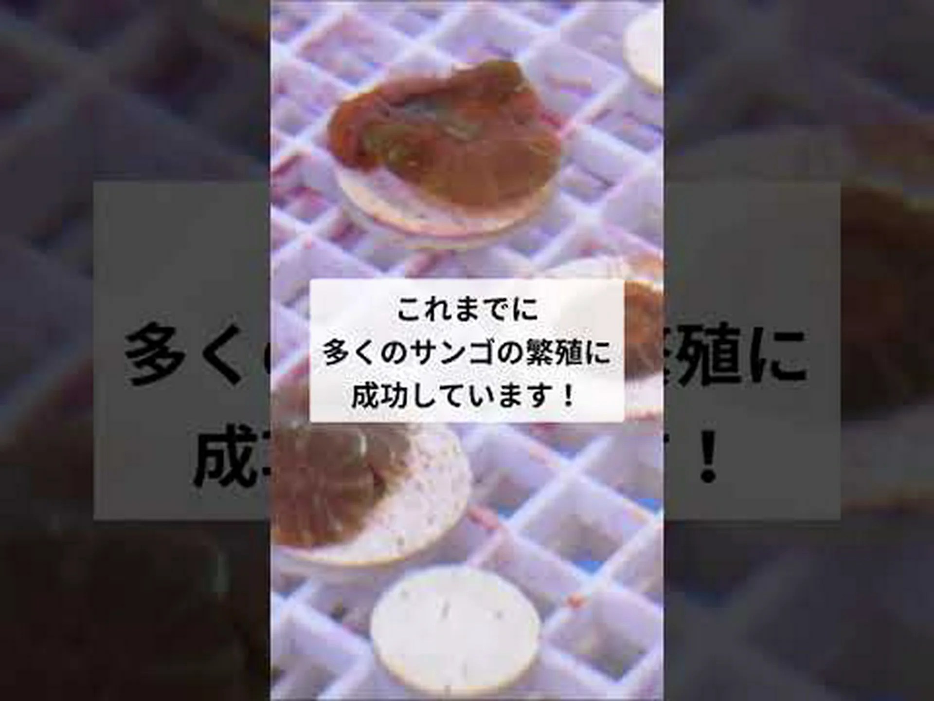 気候変動によりサンゴ礁の避難場所が失われつつある 気候変動によりサンゴ礁の避難場所が失われつつある