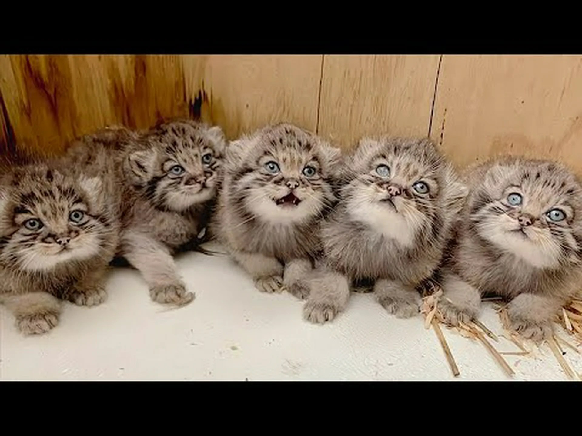 樹齢約13,000年:猫と人間の深い絆 樹齢約13,000年:猫と人間の深い絆