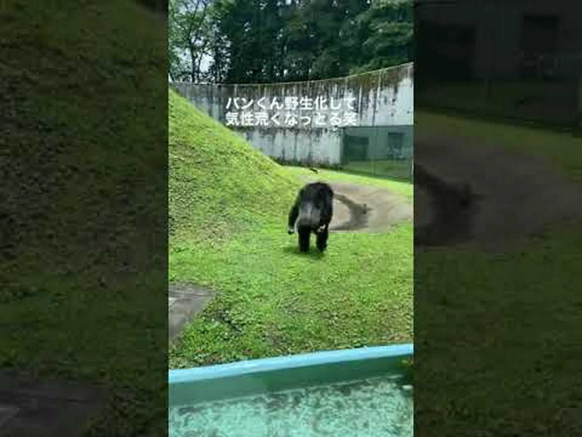 緊急の危機に瀕した最も珍しい大型類人猿 緊急の危機に瀕した最も珍しい大型類人猿