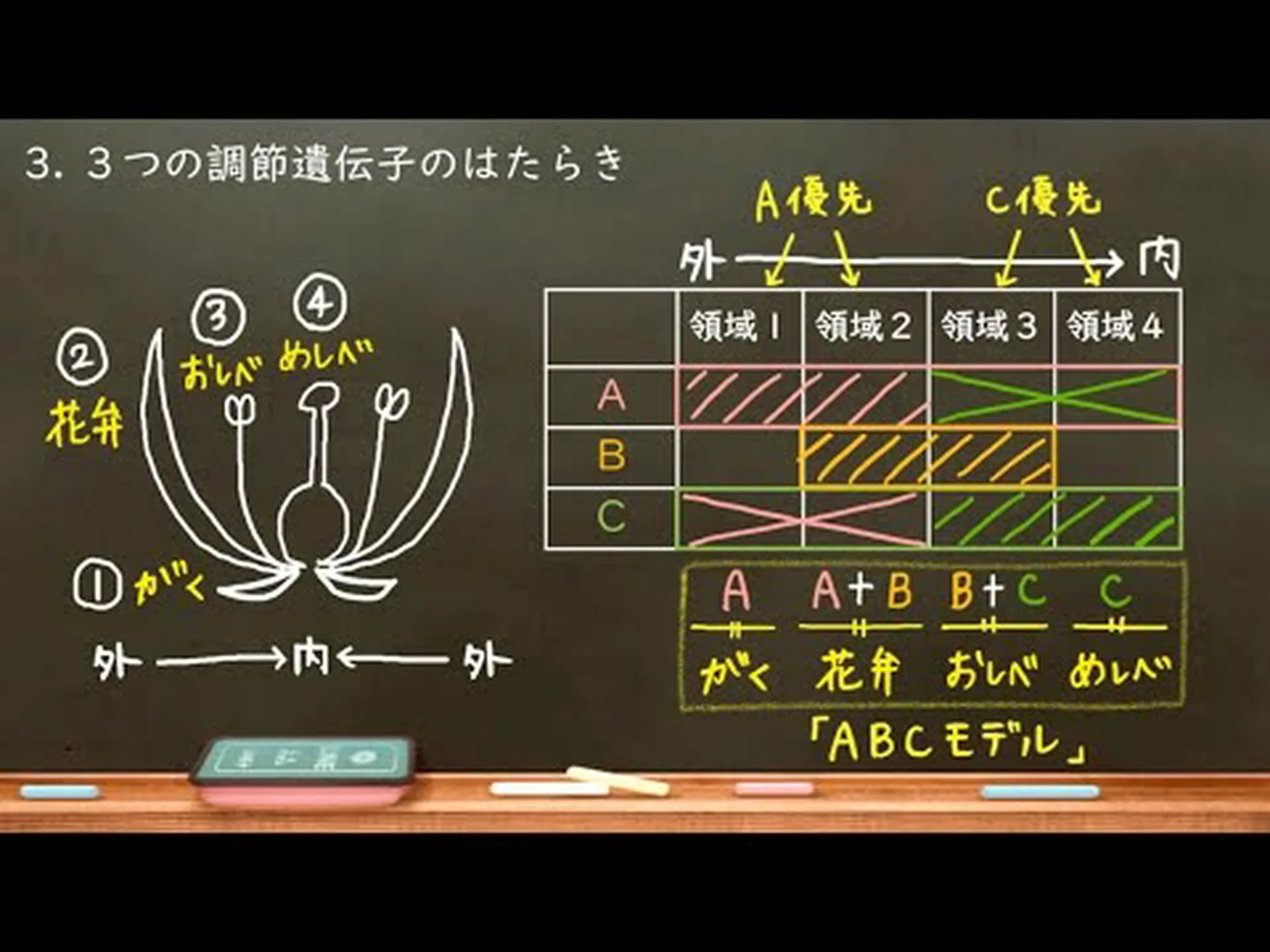 シロイヌナズナ – 世界初の植物ゲノムを完全に解読 シロイヌナズナ – 世界初の植物ゲノムを完全に解読