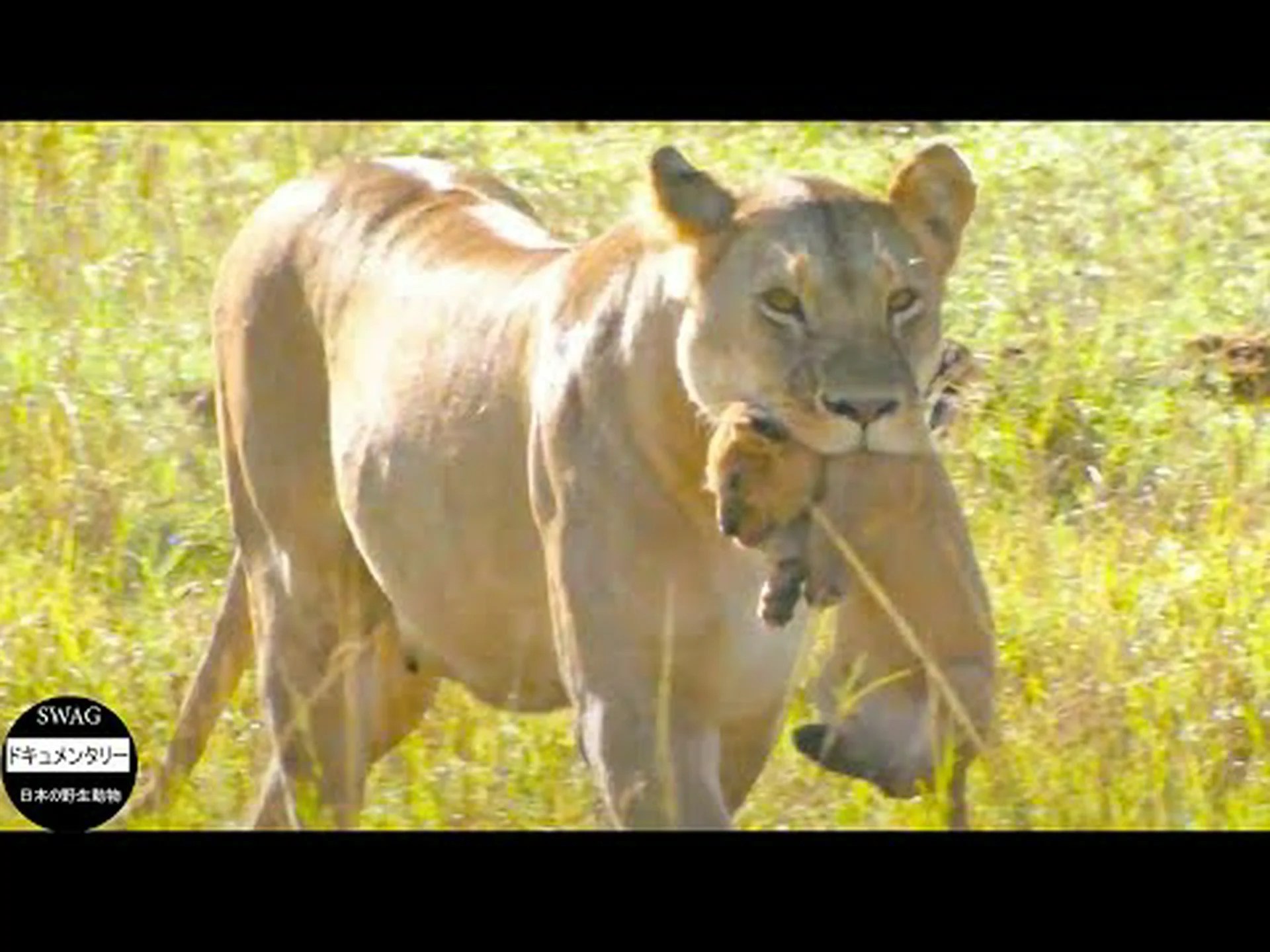 雌ライオンは嫉妬しない 雌ライオンは嫉妬しない