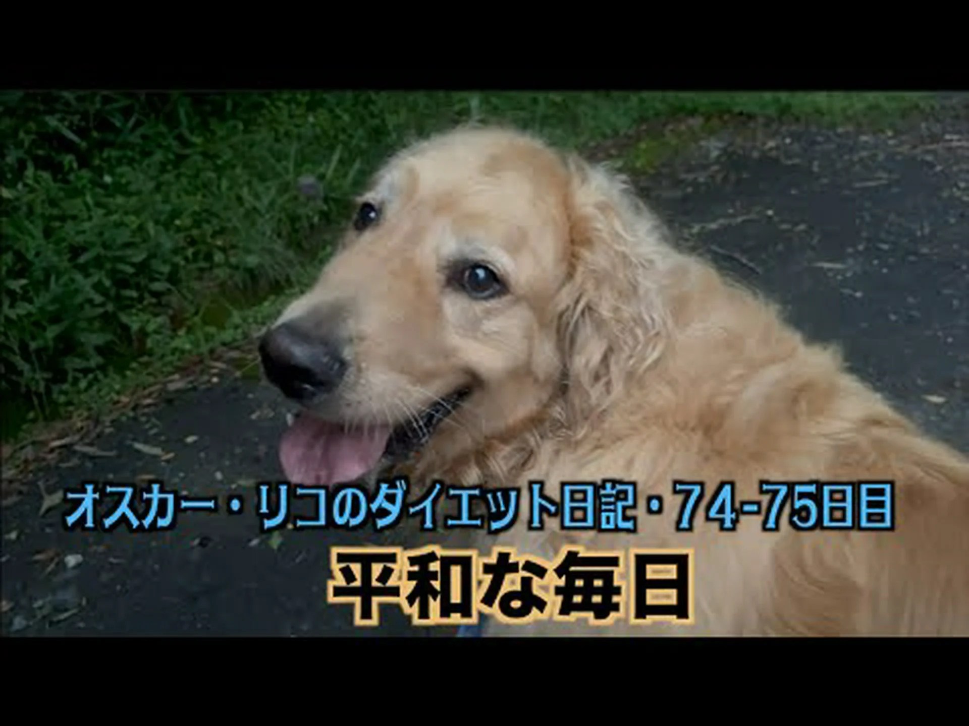 太った渡り鳥がエネルギーを節約 太った渡り鳥がエネルギーを節約