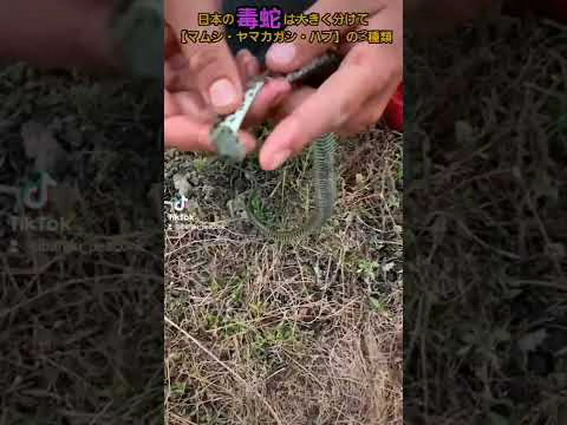 痛みを和らげるヘビ毒 痛みを和らげるヘビ毒