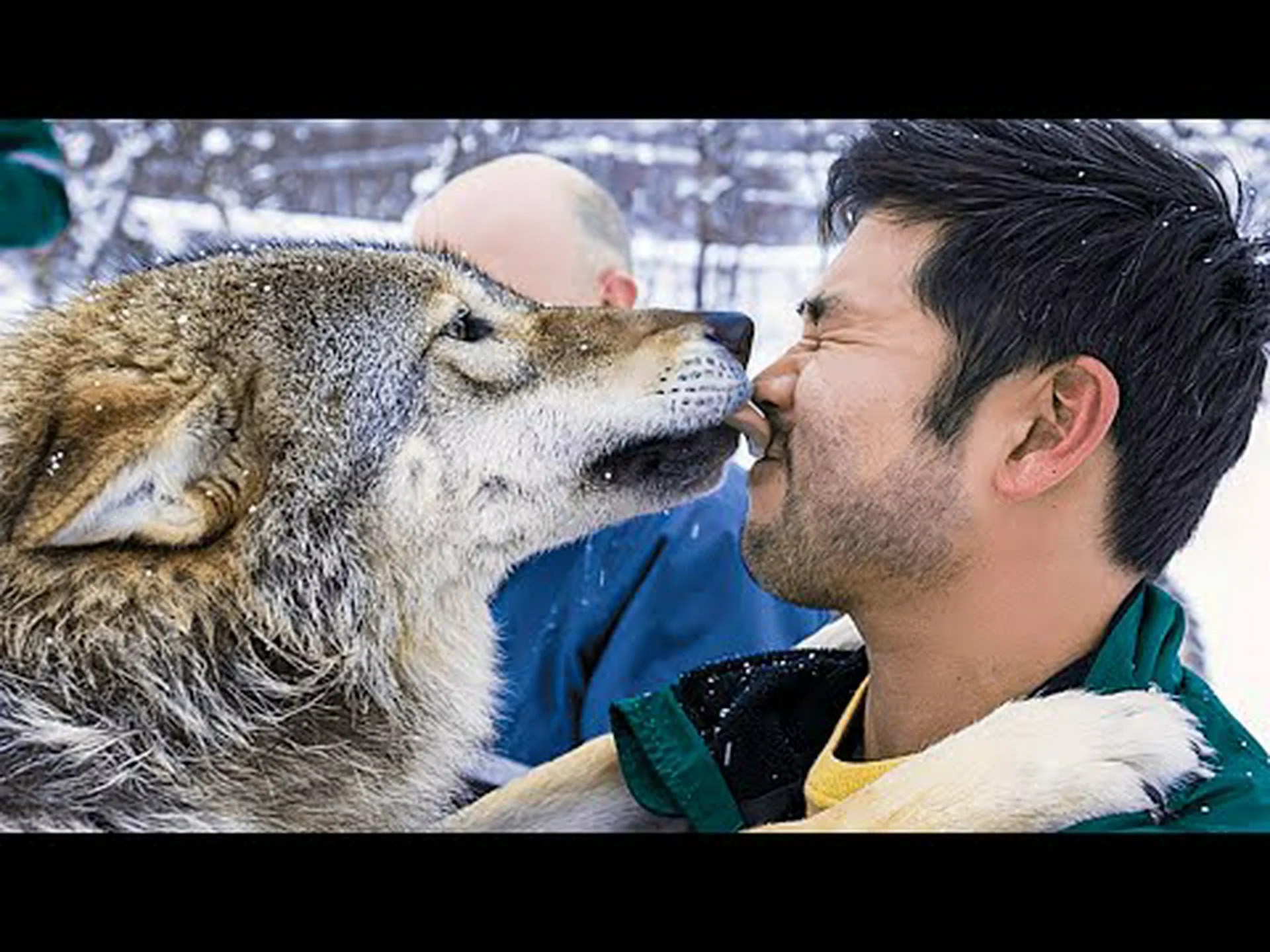 罠にかかったオオカミ 罠にかかったオオカミ