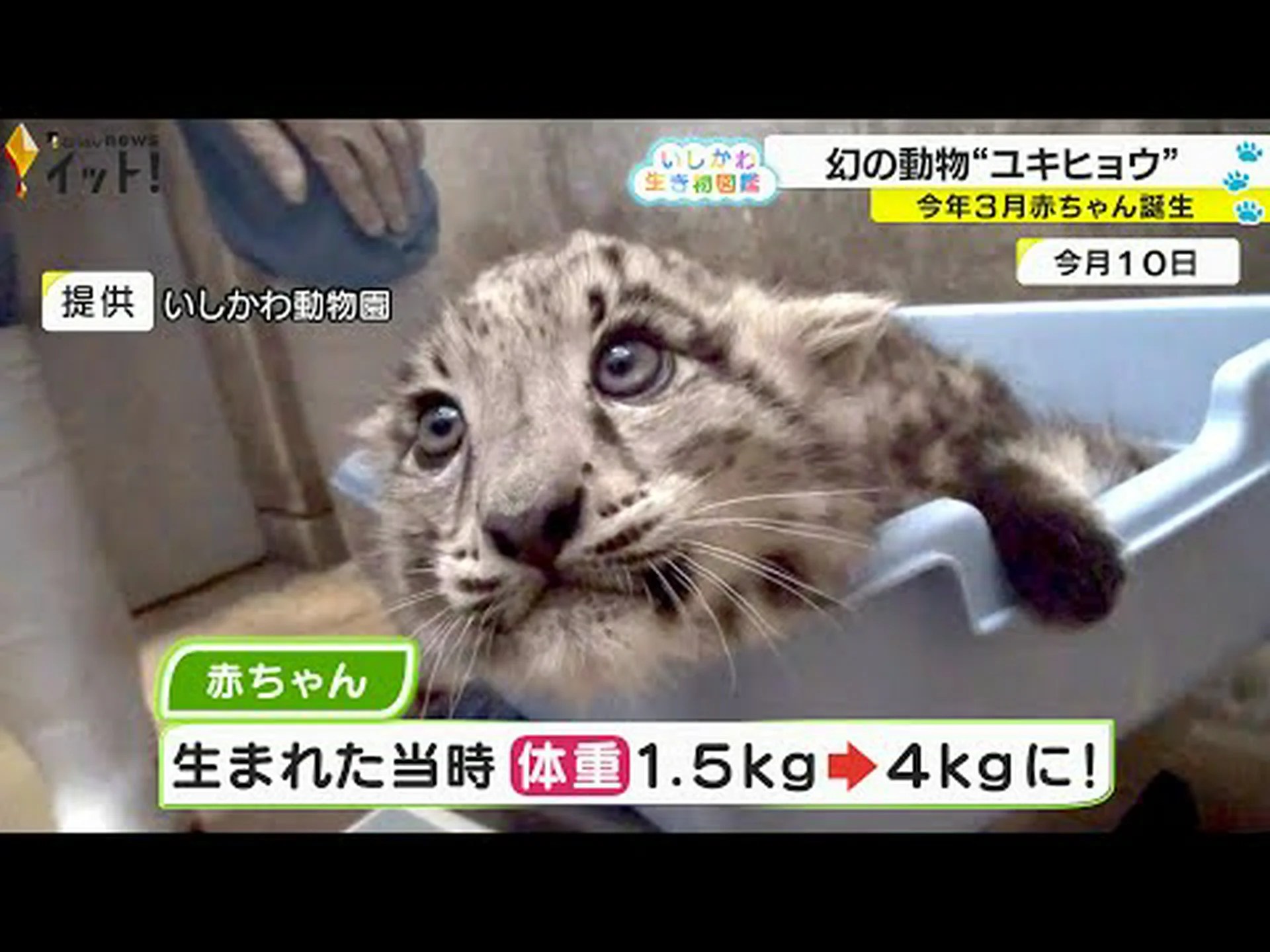 ユキヒョウの保育園についての生の洞察 ユキヒョウの保育園についての生の洞察
