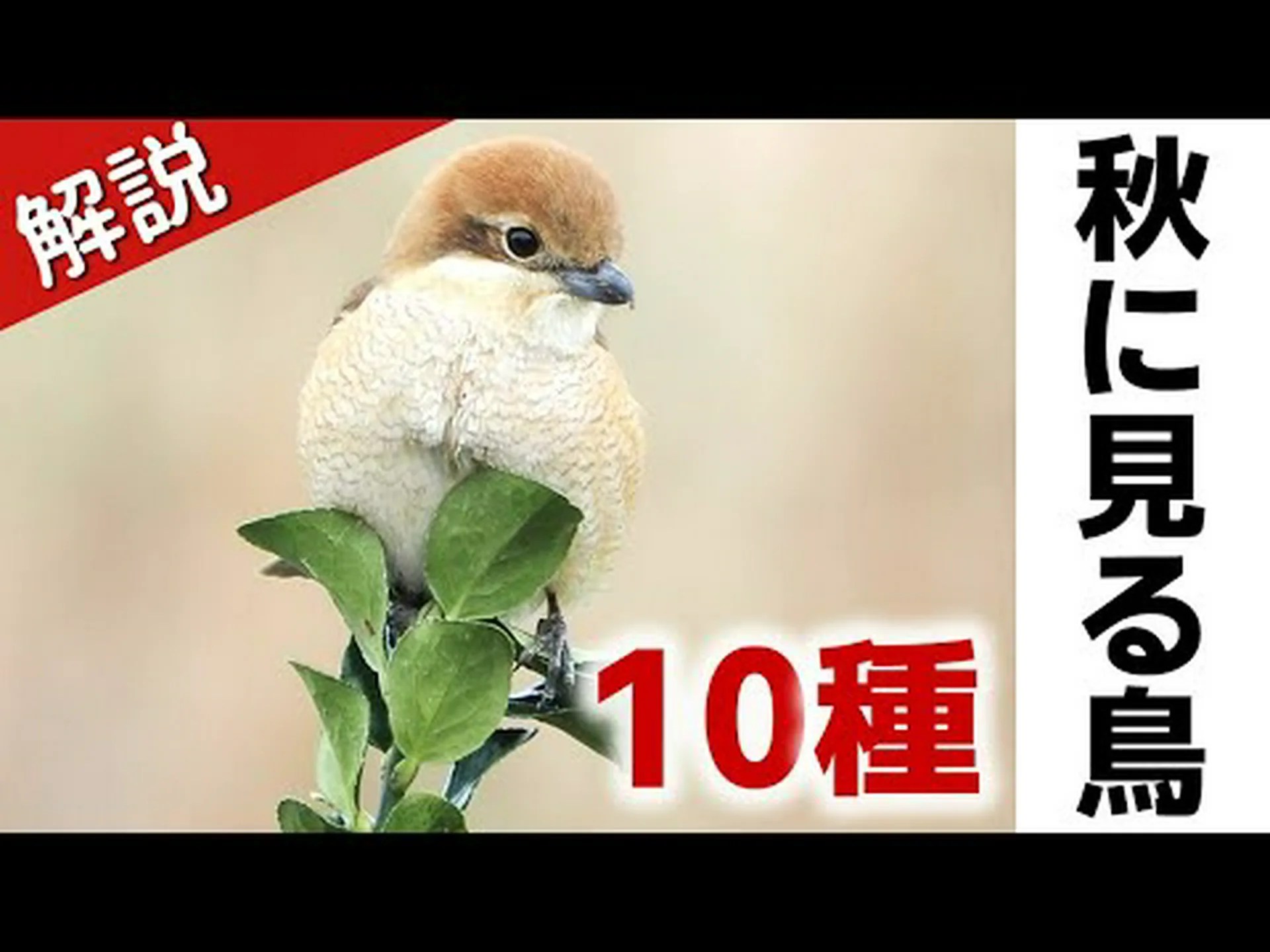 縄張り争い – 秋にも鳥が鳴く理由 縄張り争い – 秋にも鳥が鳴く理由