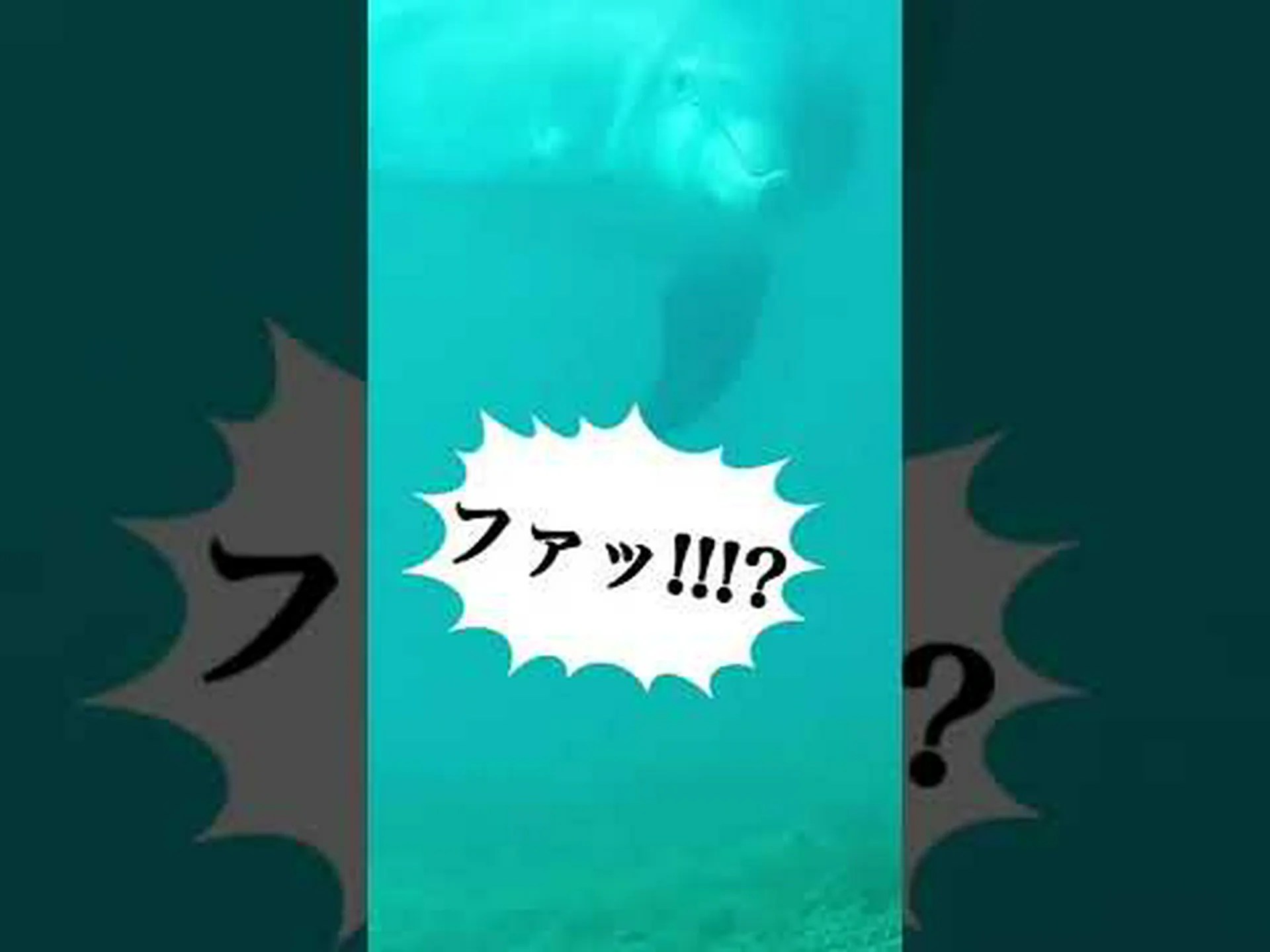 セイウチは右ヒレを持つ魚です セイウチは右ヒレを持つ魚です