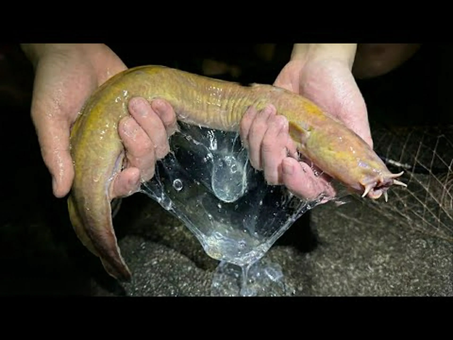 ヌタウナギと一緒にTHE SKINも食べる ヌタウナギと一緒にTHE SKINも食べる