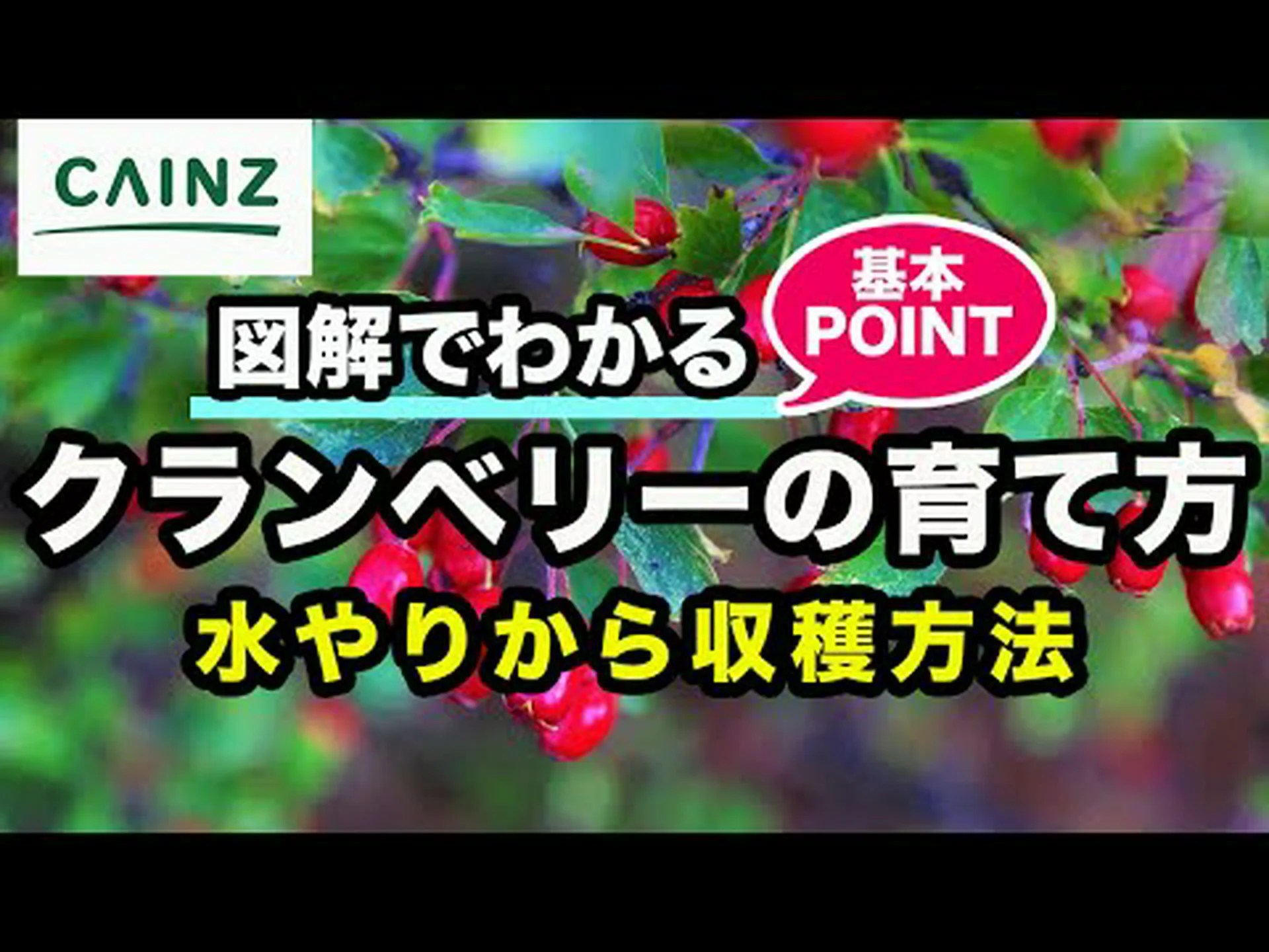穴あきに対するクランベリー 穴あきに対するクランベリー
