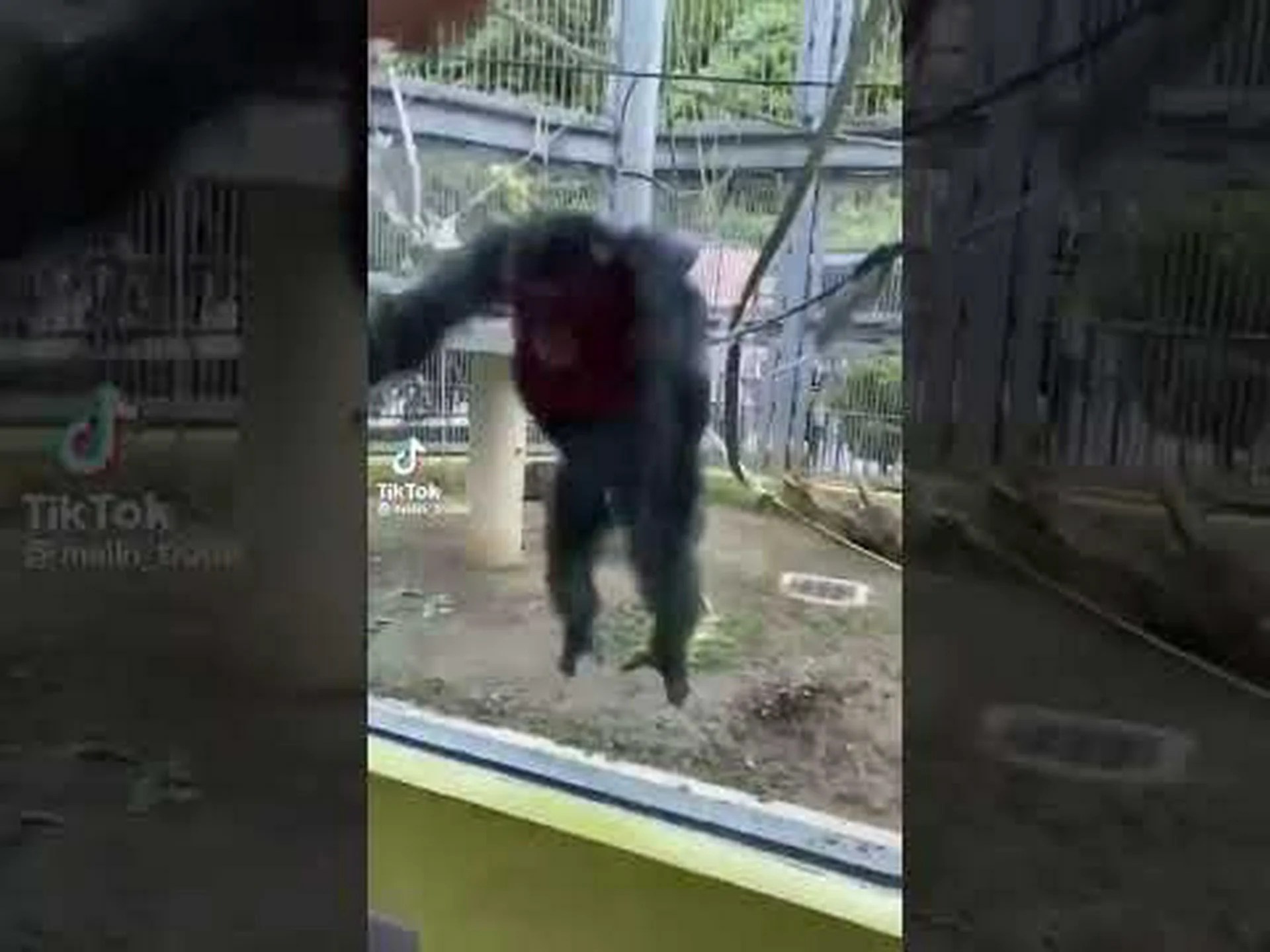 炭疽菌がチンパンジーを脅かす 炭疽菌がチンパンジーを脅かす