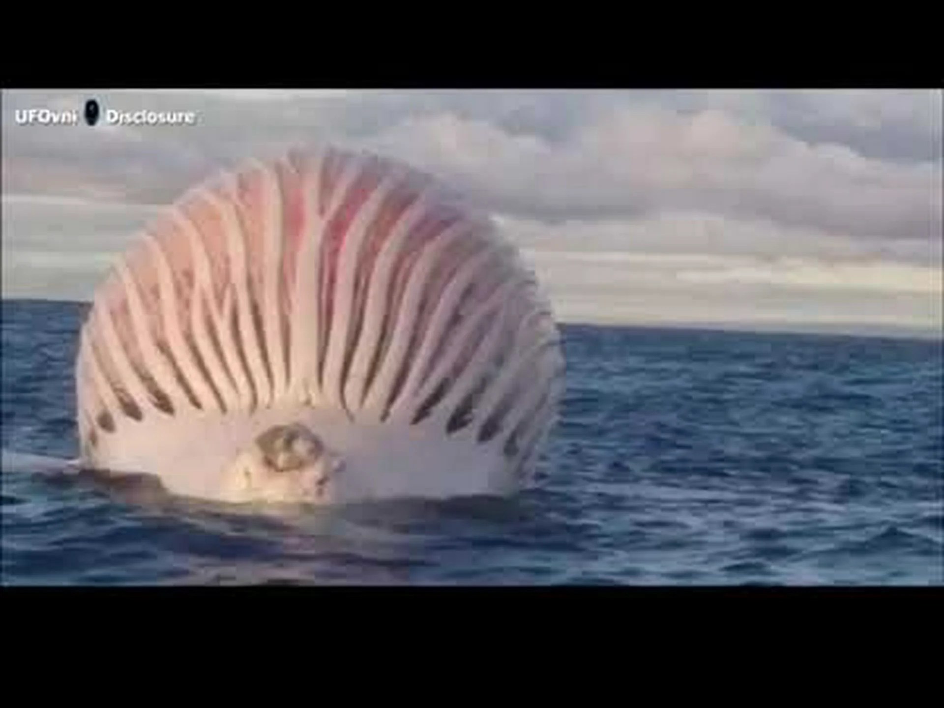 衛星が座礁したクジラを追跡 衛星が座礁したクジラを追跡