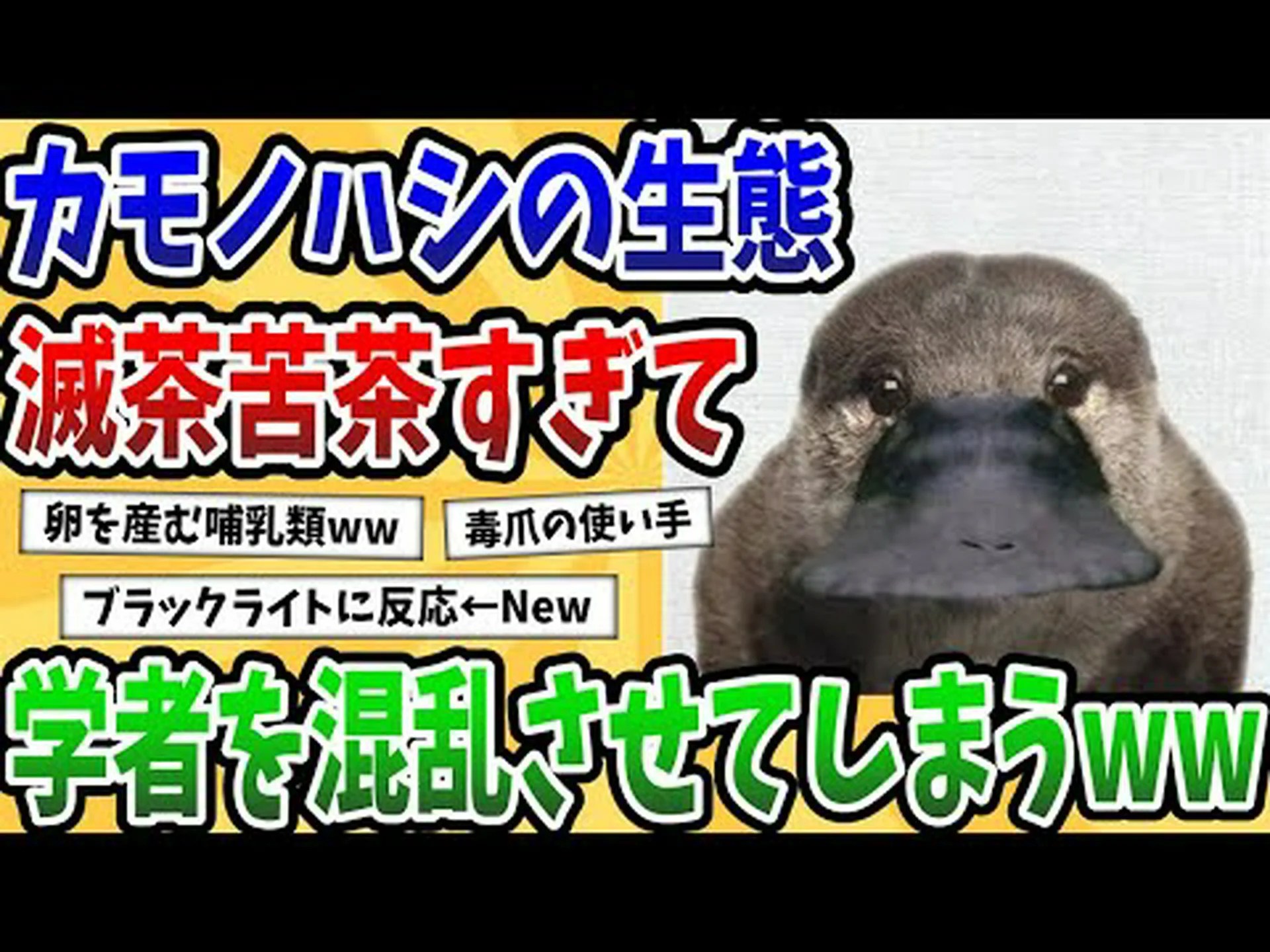 カモノハシを解読する カモノハシを解読する
