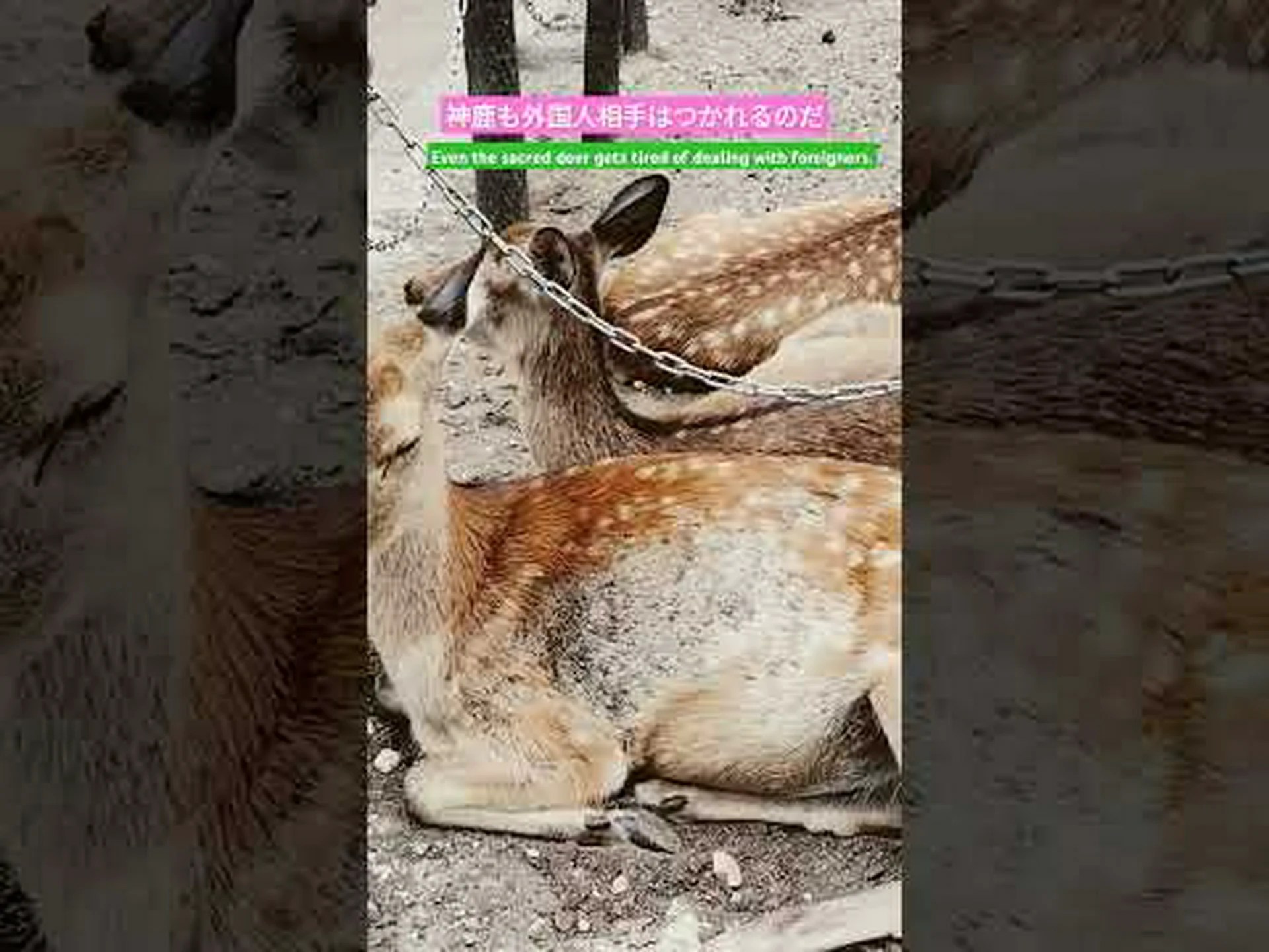 自然からの珍品: しわがれた鹿 = 疲れた相手 自然からの珍品: しわがれた鹿 = 疲れた相手