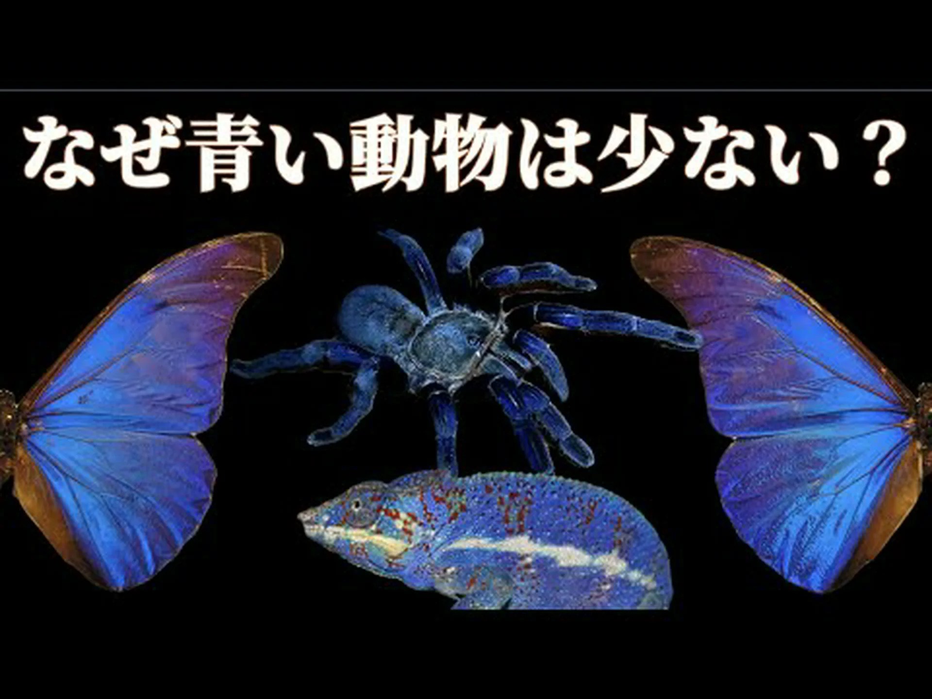 青い果実の色の秘密が明らかに 青い果実の色の秘密が明らかに
