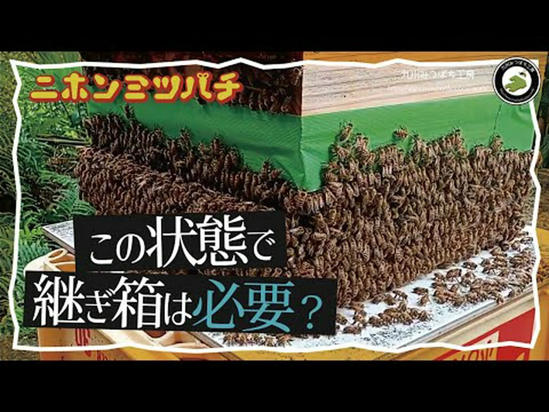 巣箱を購入するときは注意してください! 巣箱を購入するときは注意してください!