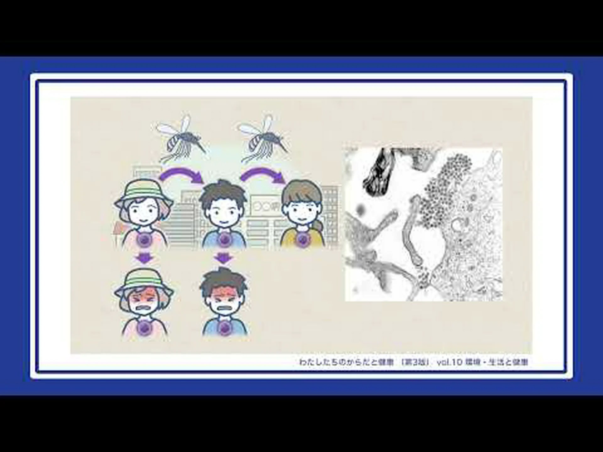 マラリアは蚊を熱くさせる マラリアは蚊を熱くさせる