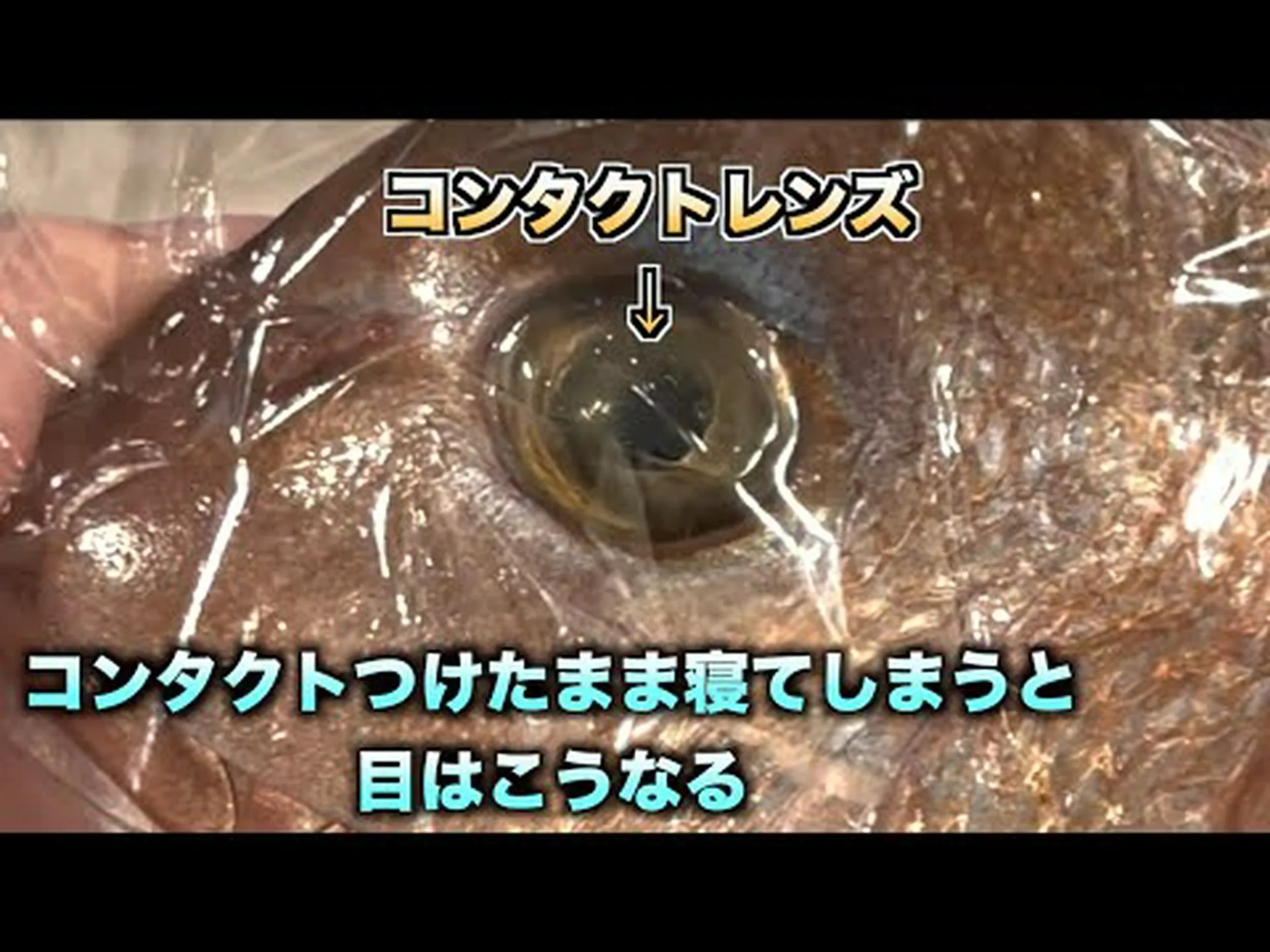 なぜ若いゾウは蜂蜜のような匂いがするのか なぜ若いゾウは蜂蜜のような匂いがするのか