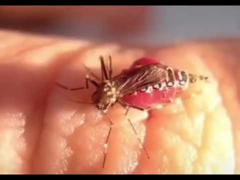 吸って刺す 吸って刺す