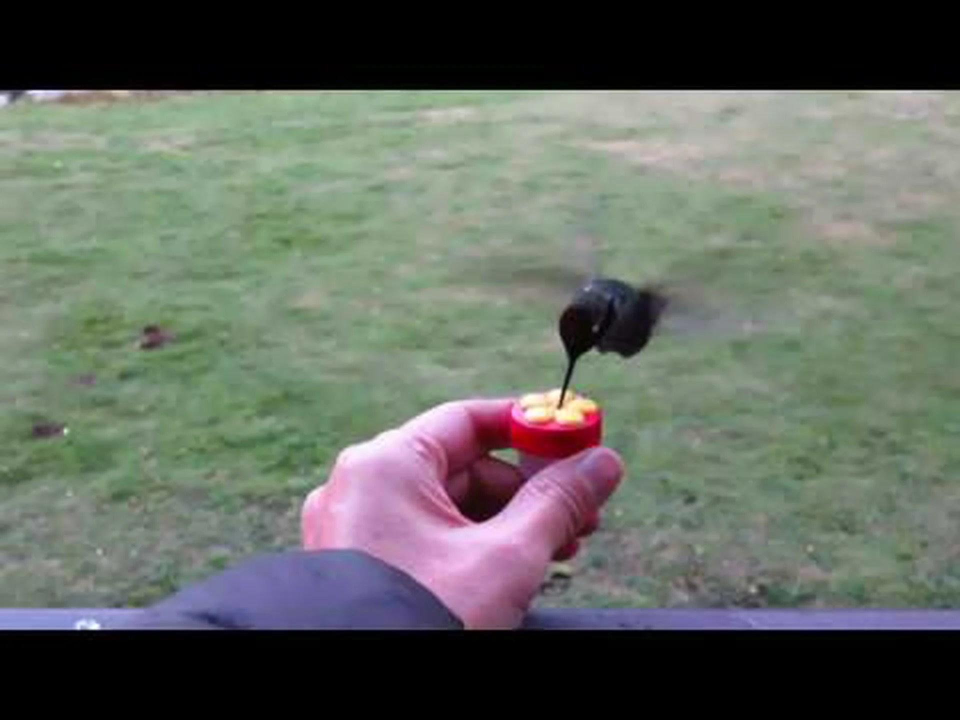 ハチドリの色の秘密を辿る ハチドリの色の秘密を辿る