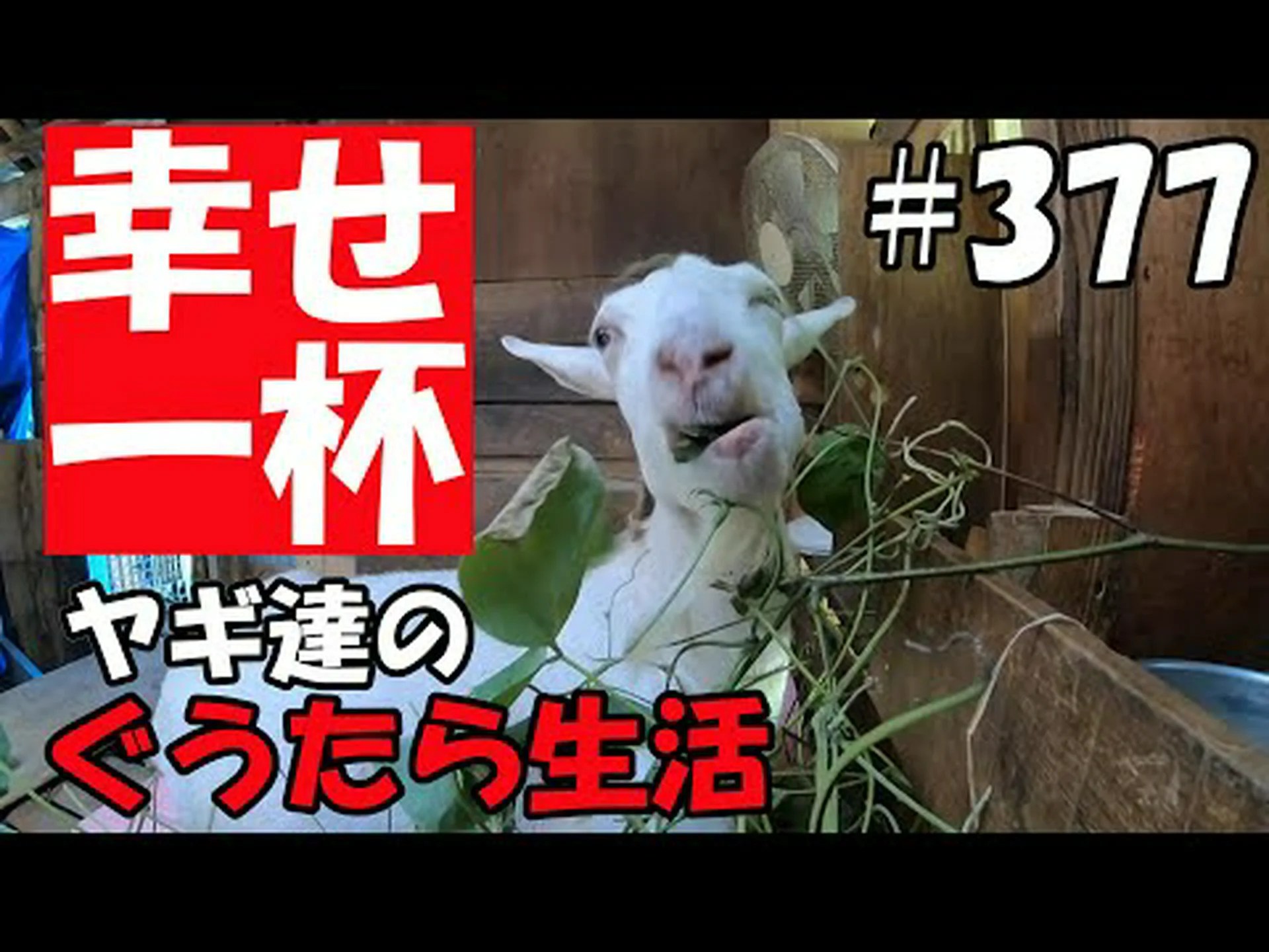 賢いヤギは幸せなのでしょうか? 賢いヤギは幸せなのでしょうか?