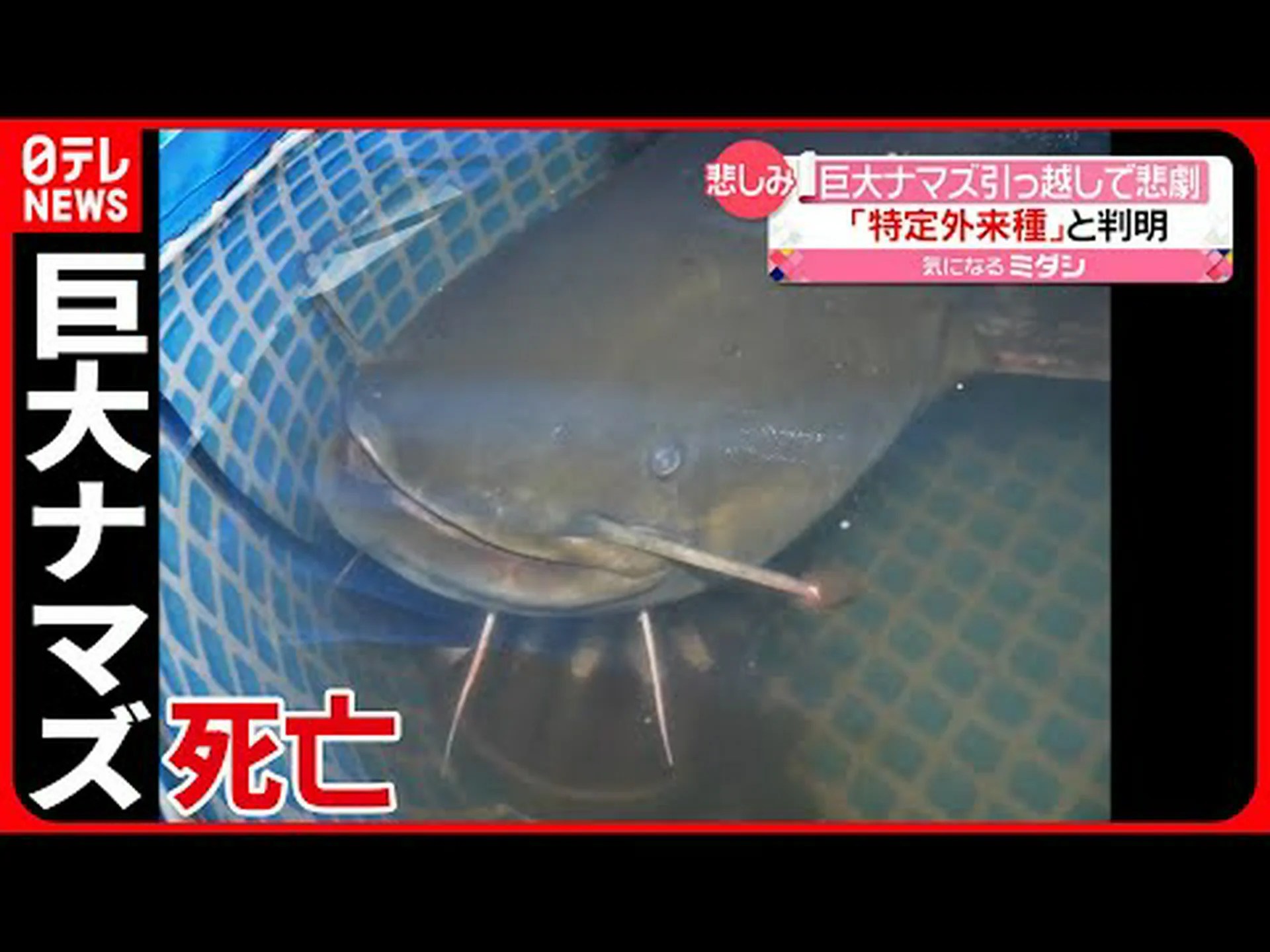 DNAフィッシングで野生生物を発見 DNAフィッシングで野生生物を発見