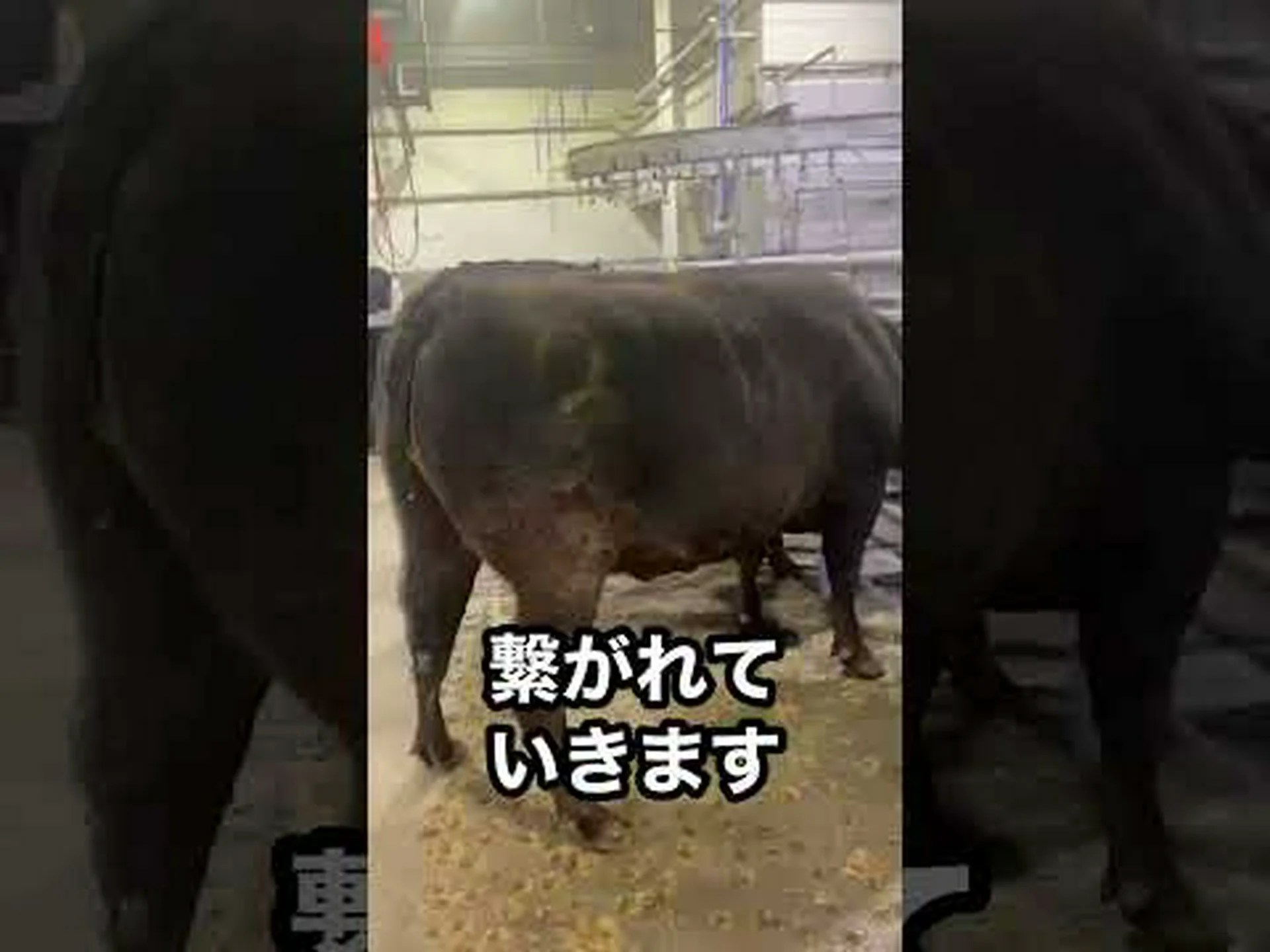 牛についての洞察 牛についての洞察