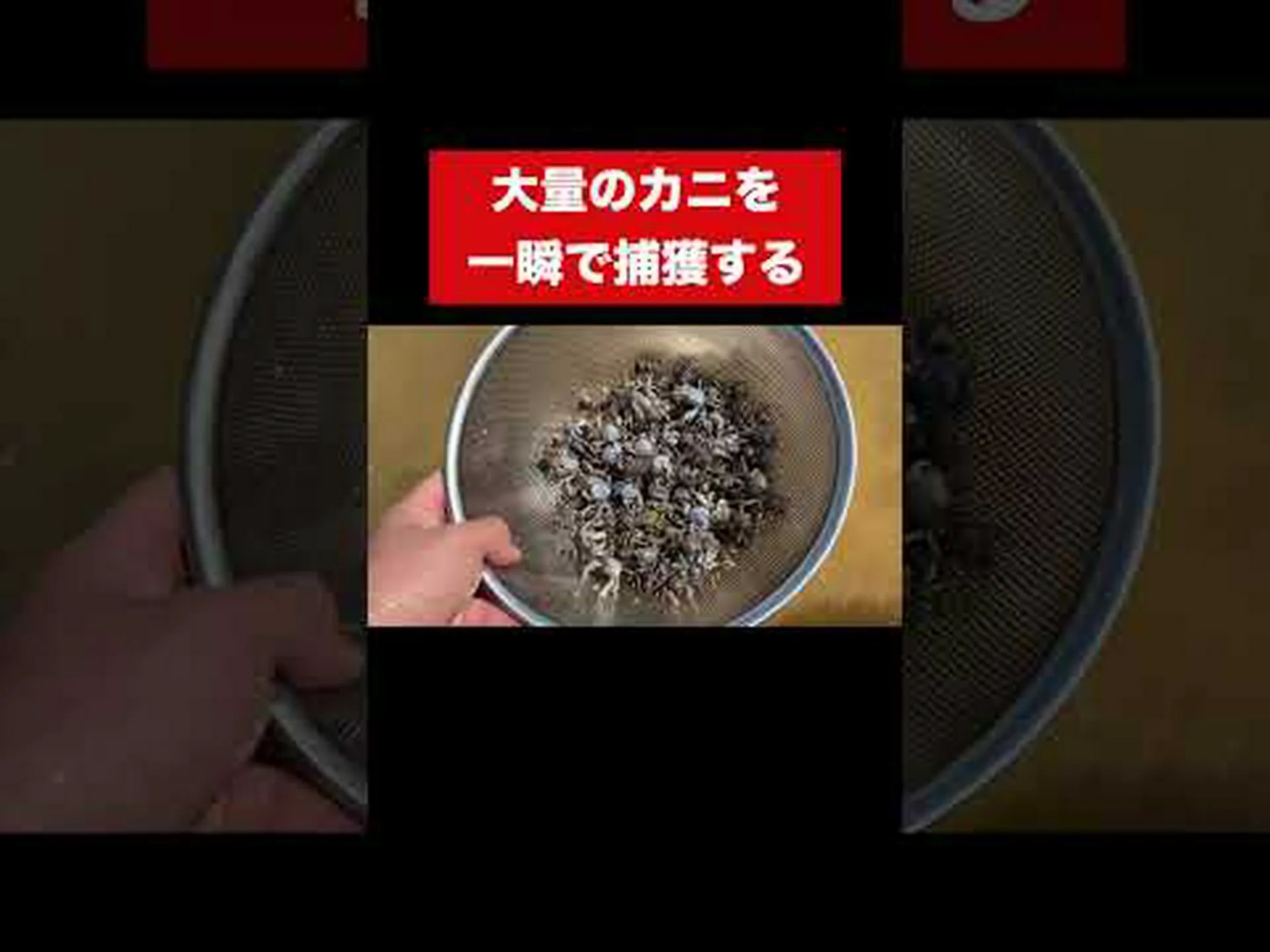 インフレータブルカニの骨格 インフレータブルカニの骨格