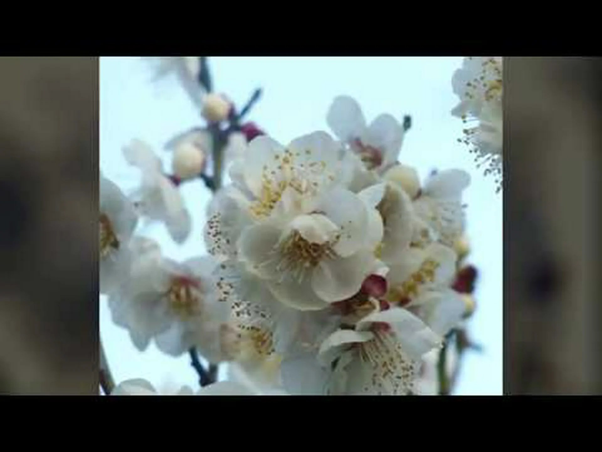 早春の夜光を通して 早春の夜光を通して