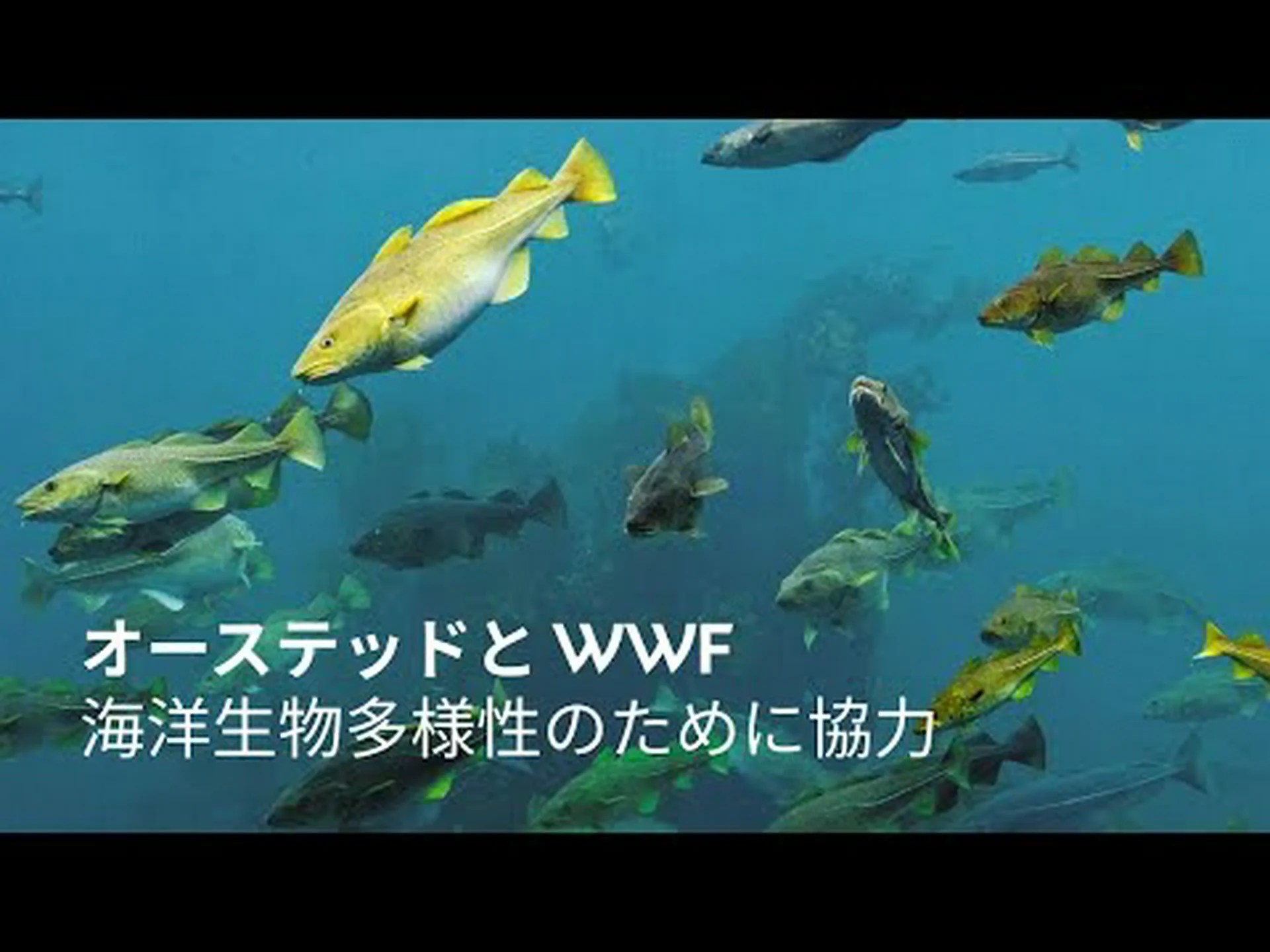 海洋における微生物の驚くべき多様性 海洋における微生物の驚くべき多様性