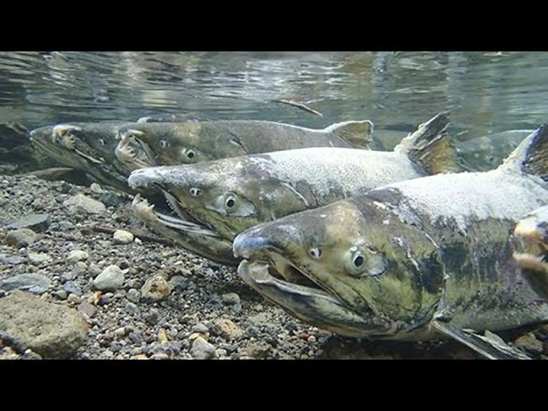 多くの川でサケが絶滅 多くの川でサケが絶滅