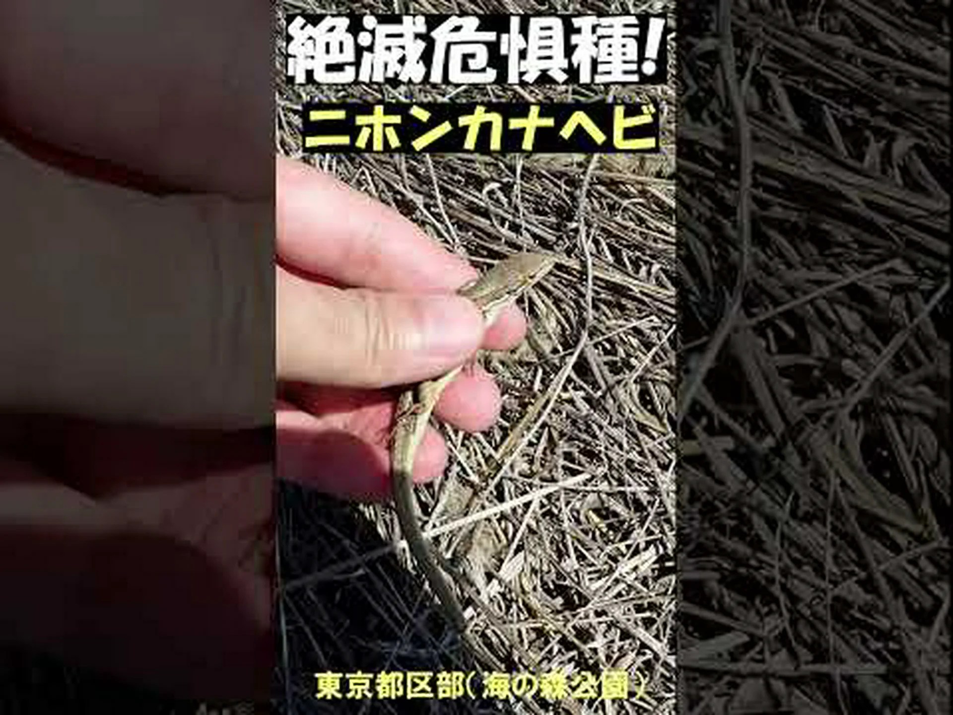 これまで考えられていたよりも多くの種が絶滅の危機に瀕している これまで考えられていたよりも多くの種が絶滅の危機に瀕している