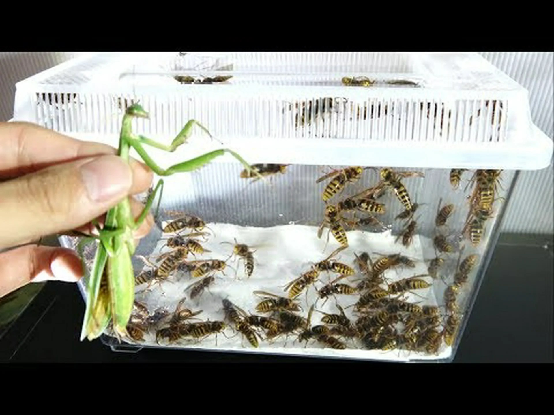 そして私は横になって待ちました そして私は横になって待ちました