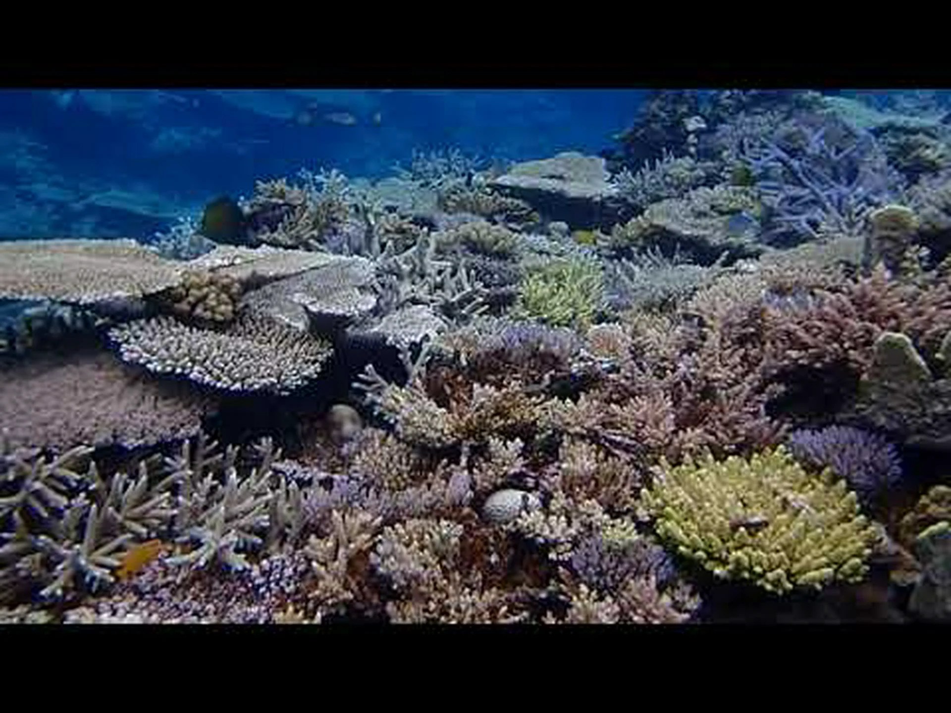 カラフルなサンゴは豊かなサンゴだけ カラフルなサンゴは豊かなサンゴだけ