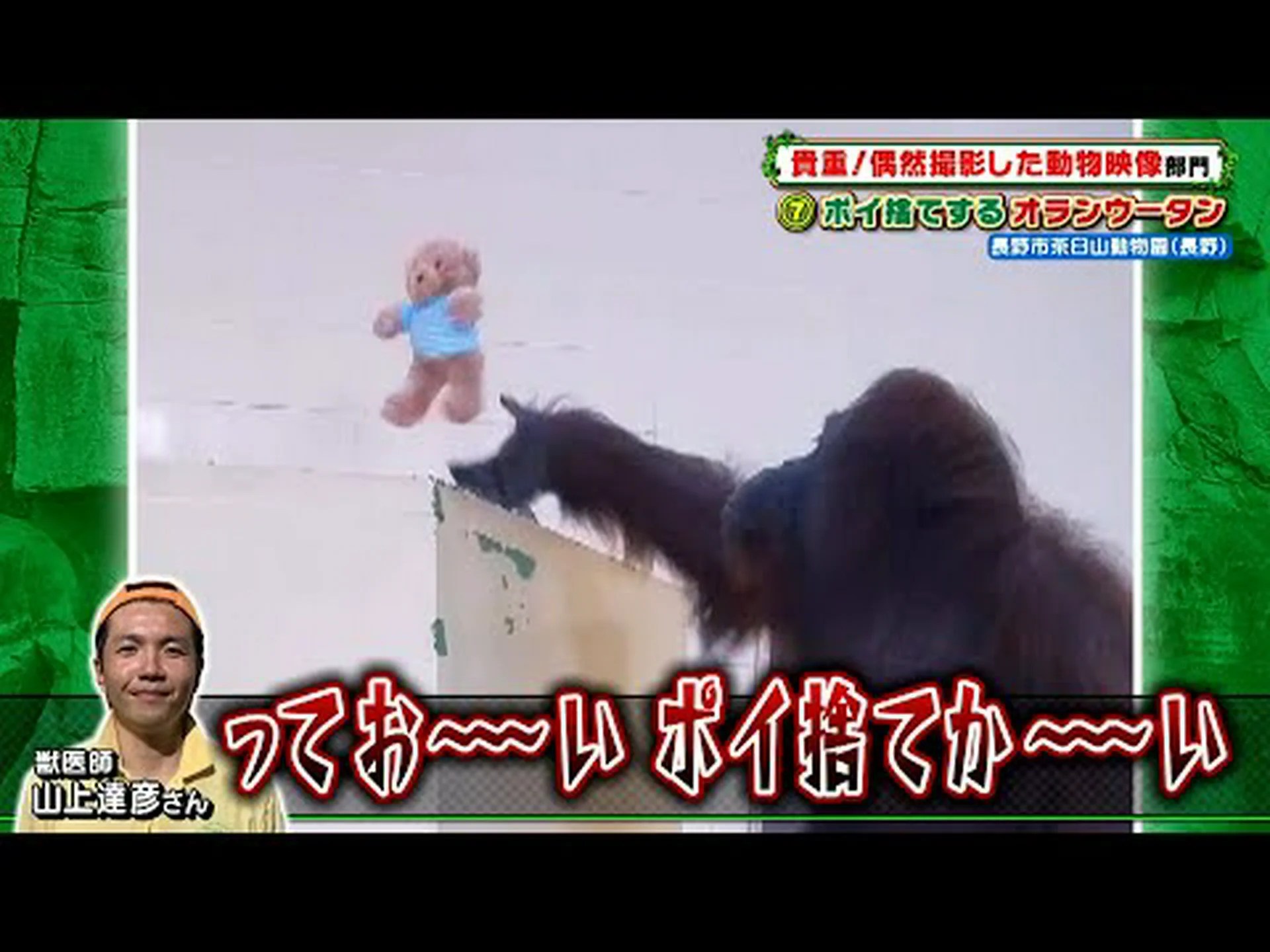製紙会社がトラ、オランウータン、ゾウを脅かす 製紙会社がトラ、オランウータン、ゾウを脅かす