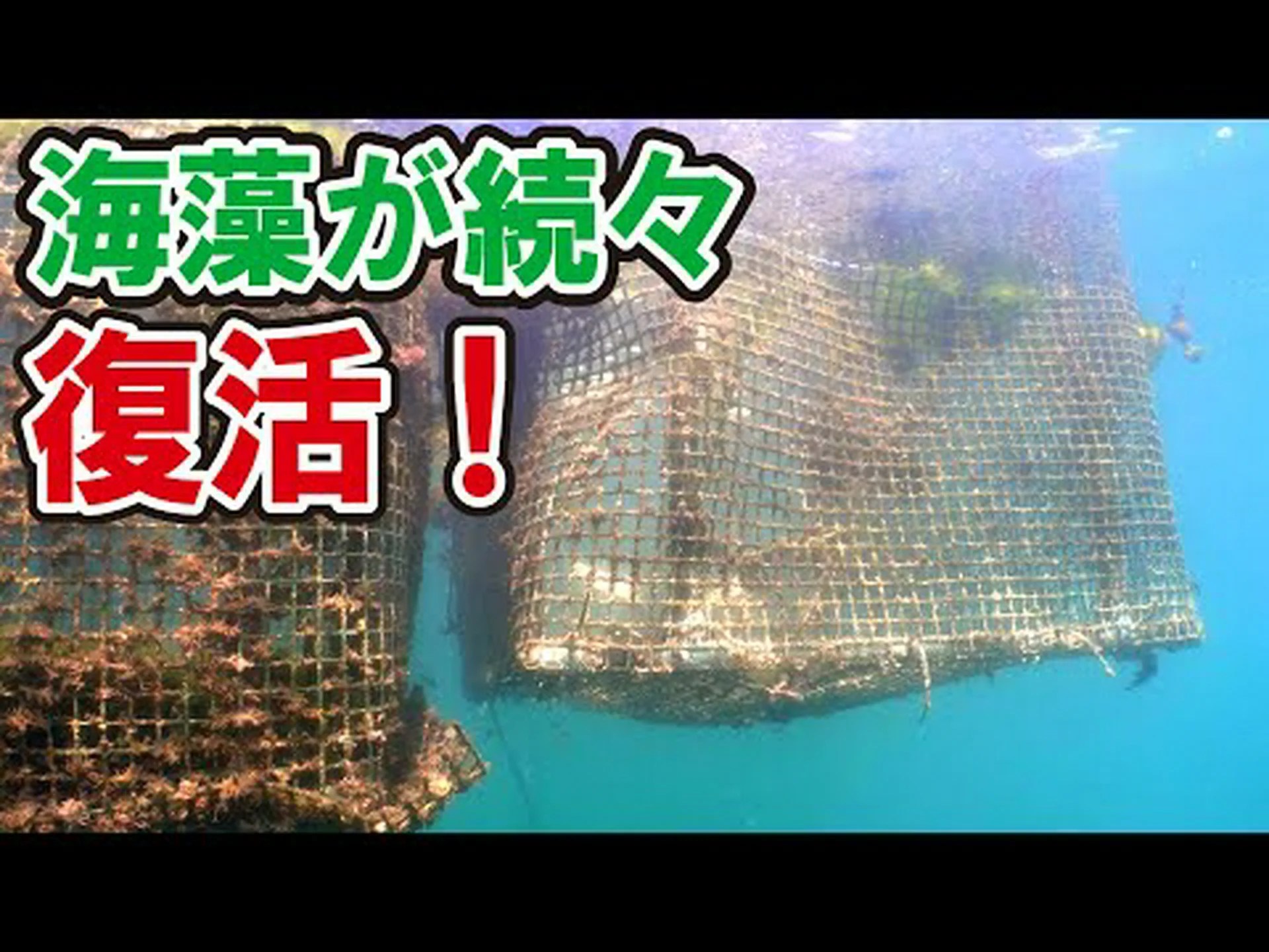 海藻が消える 海藻が消える
