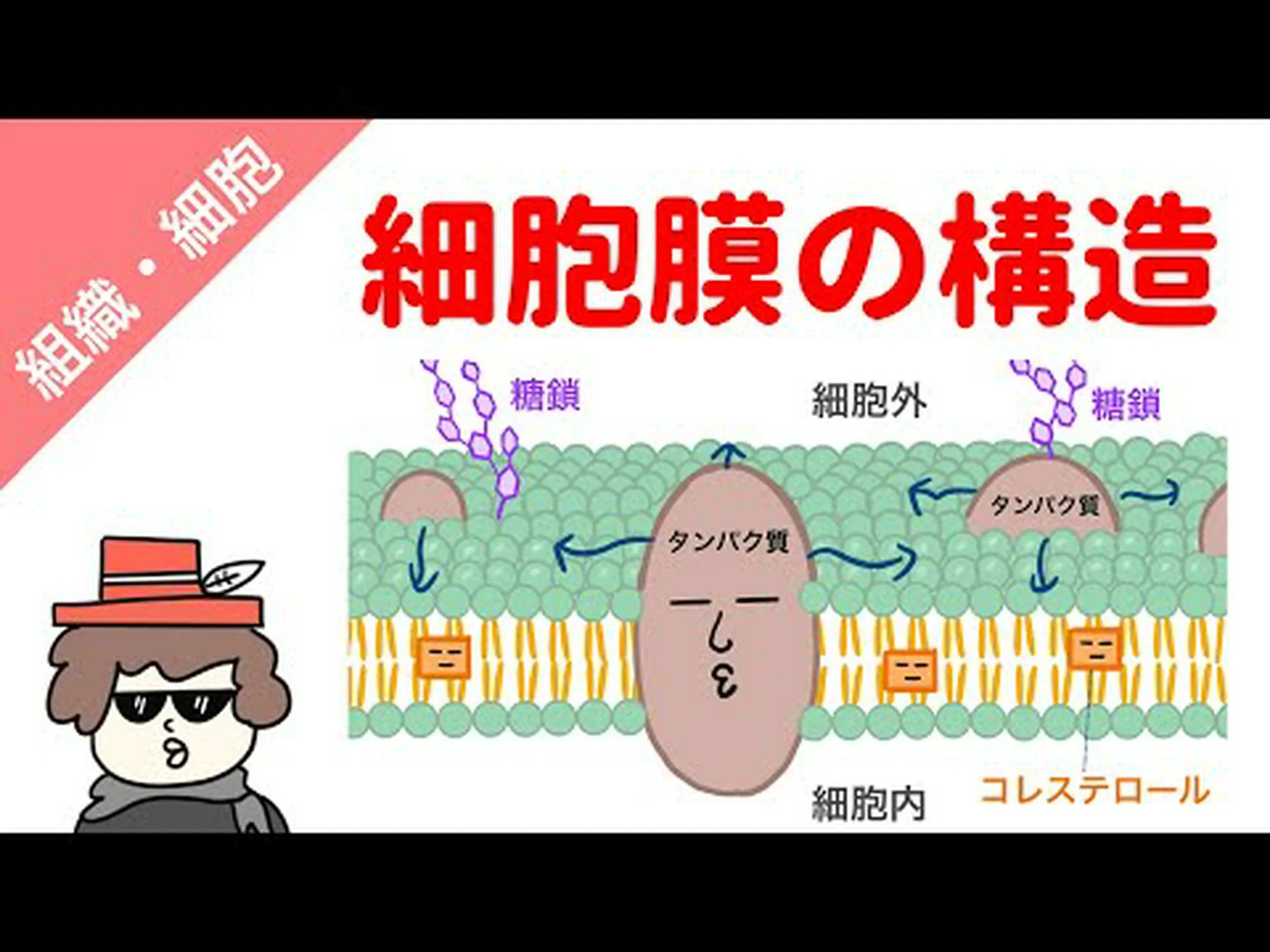 サルモネラ菌は体の細胞内の物質の輸送をブロックします サルモネラ菌は体の細胞内の物質の輸送をブロックします
