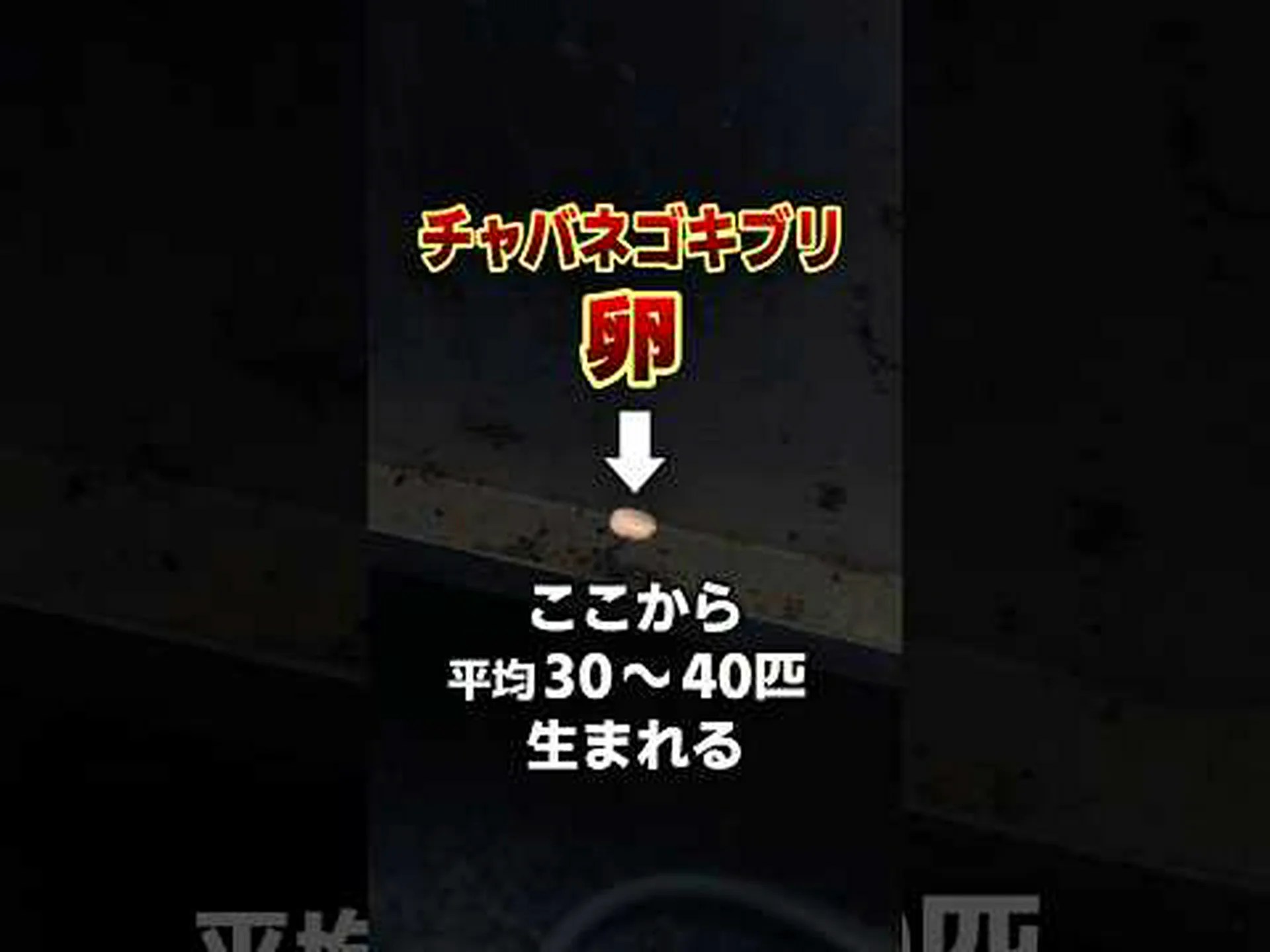 害虫駆除者としての昆虫の共有コミュニティ 害虫駆除者としての昆虫の共有コミュニティ