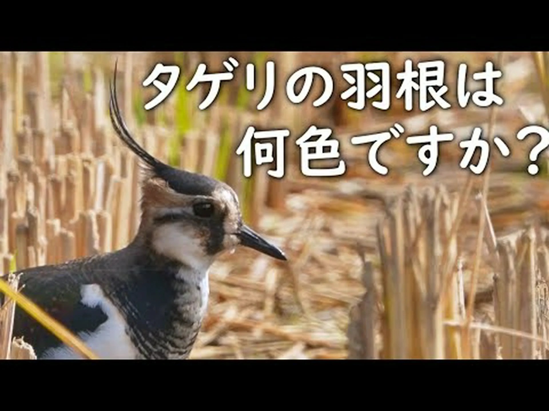 タゲリのカウントに参加しましょう! タゲリのカウントに参加しましょう!
