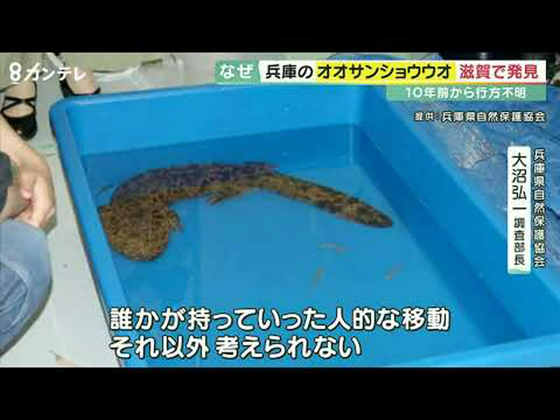 不誠実なサンショウウオは厳しく罰せられる 不誠実なサンショウウオは厳しく罰せられる