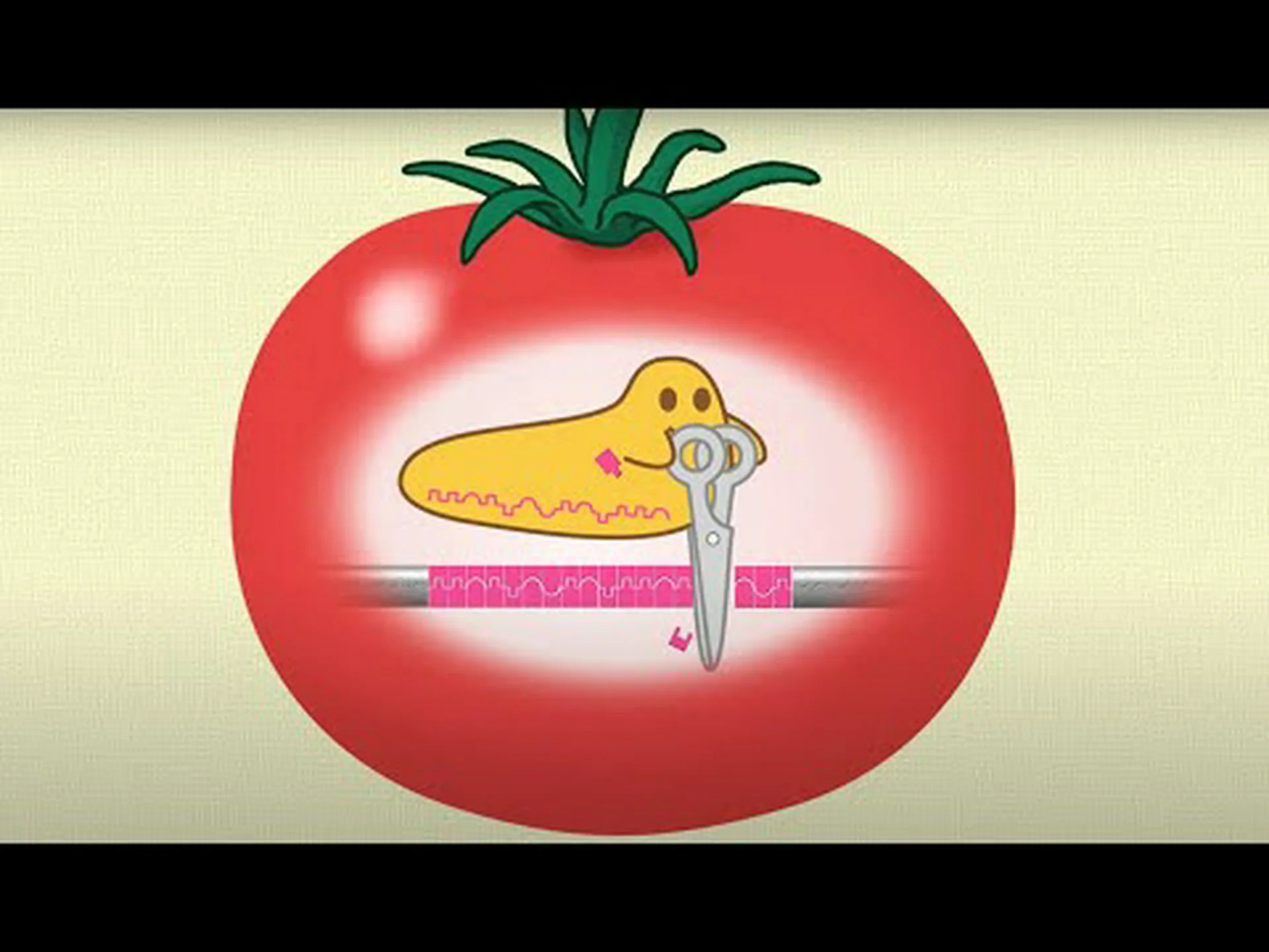 遺伝子組み換えバクテリアがイネの成長を促進する 遺伝子組み換えバクテリアがイネの成長を促進する