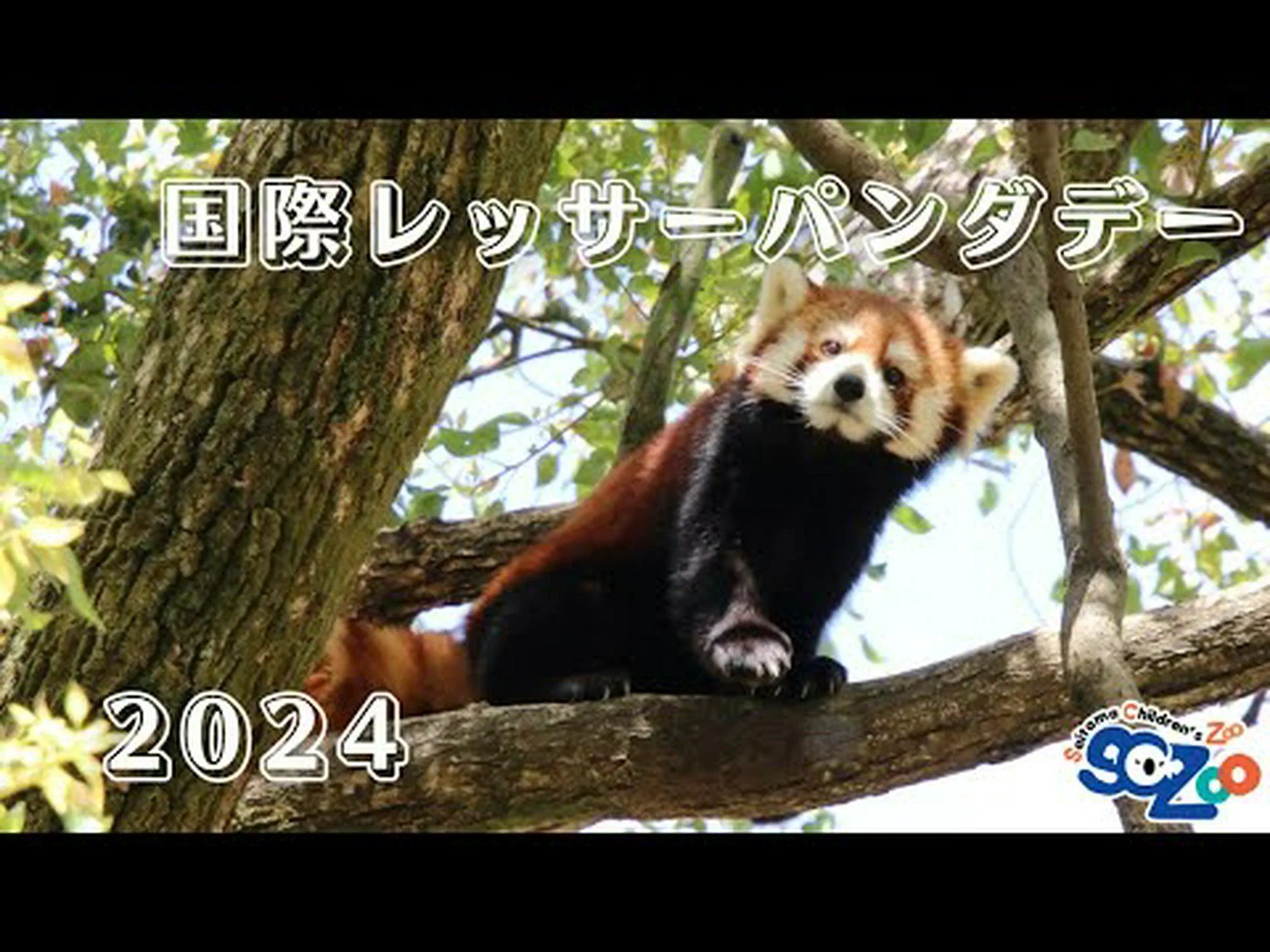 輝く軟体動物大使 輝く軟体動物大使
