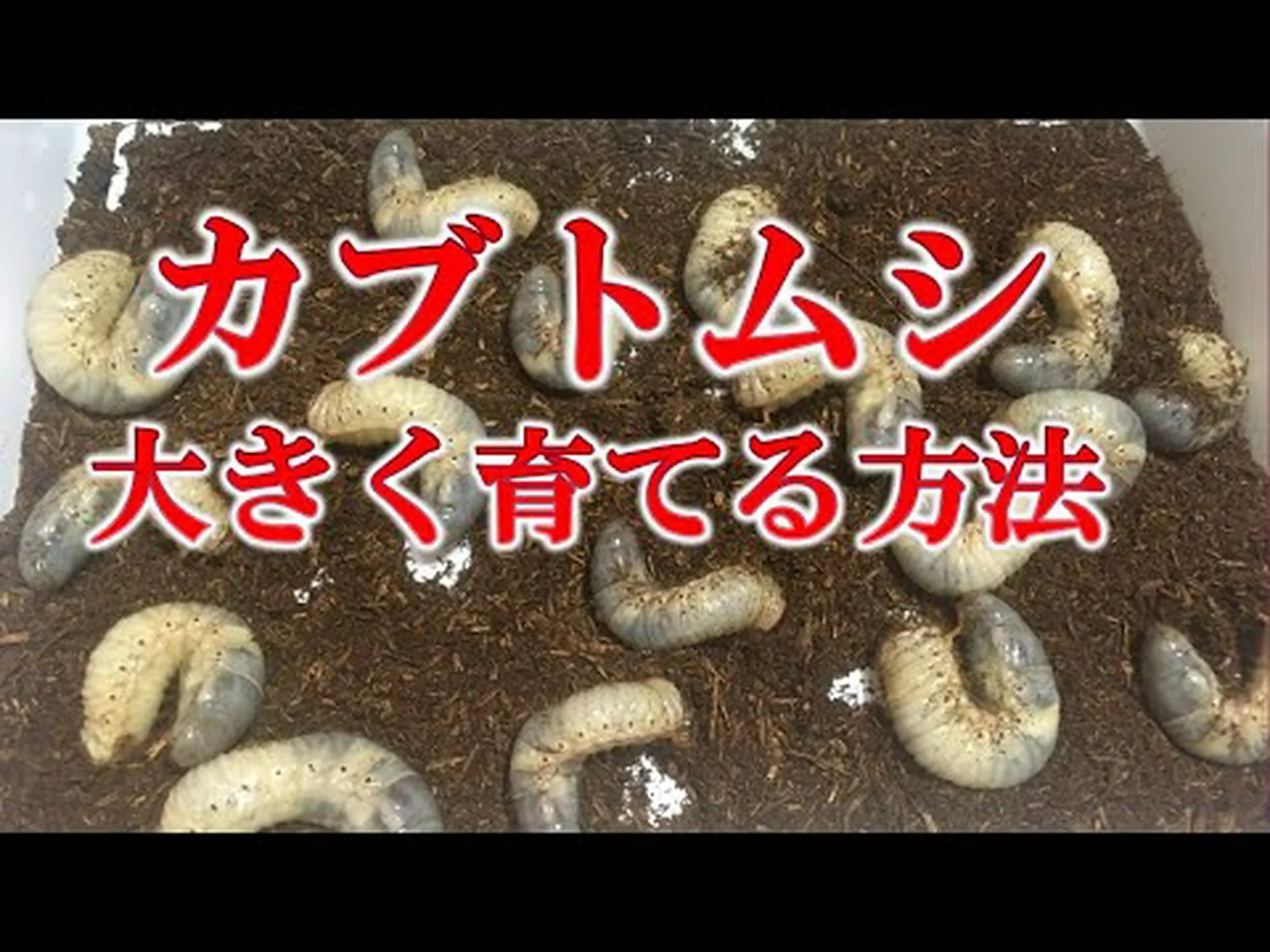 カブトムシの足が巨大化を防ぐ方法 カブトムシの足が巨大化を防ぐ方法