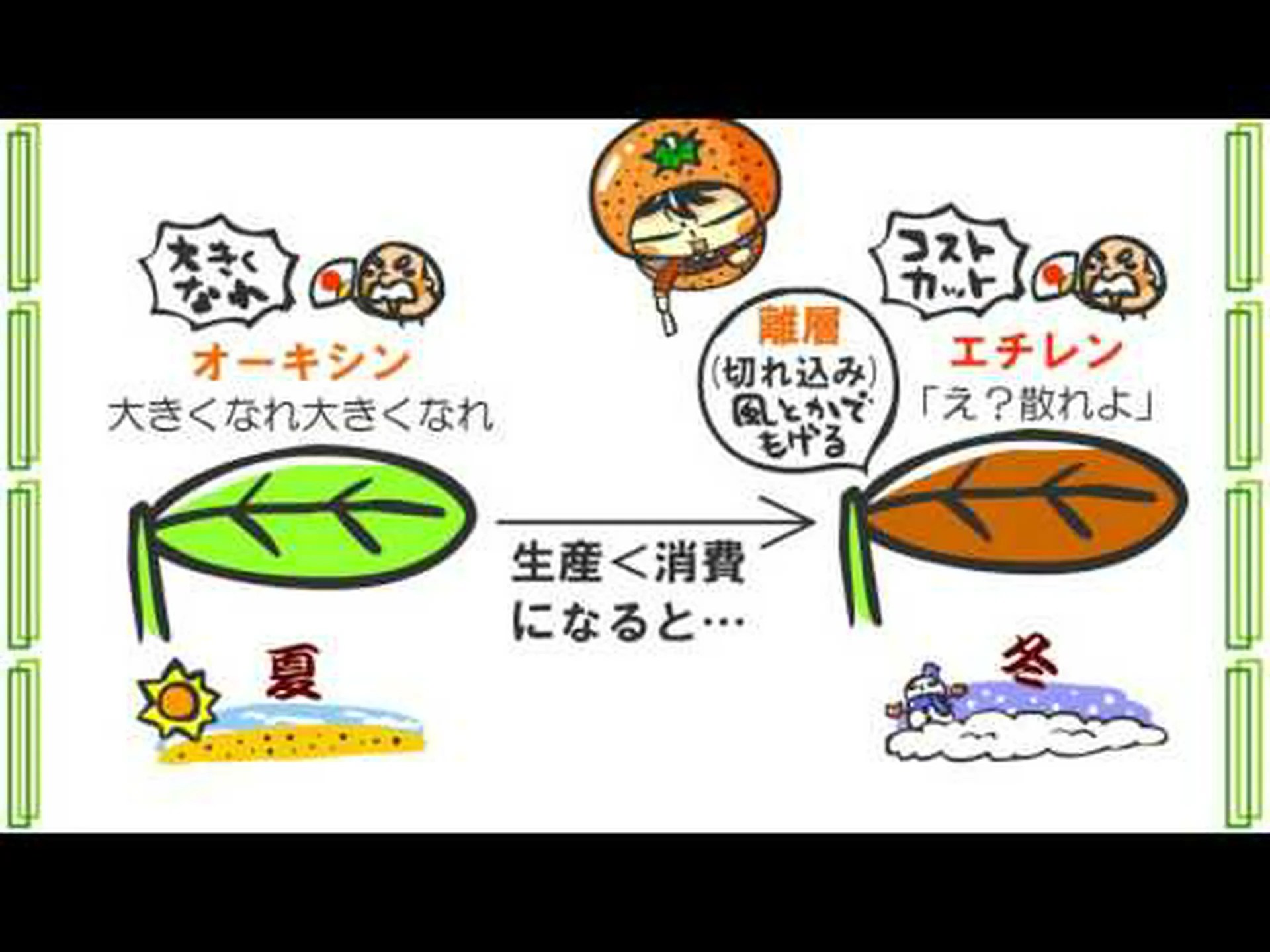 オーキシンが植物を成長させるしくみ オーキシンが植物を成長させるしくみ