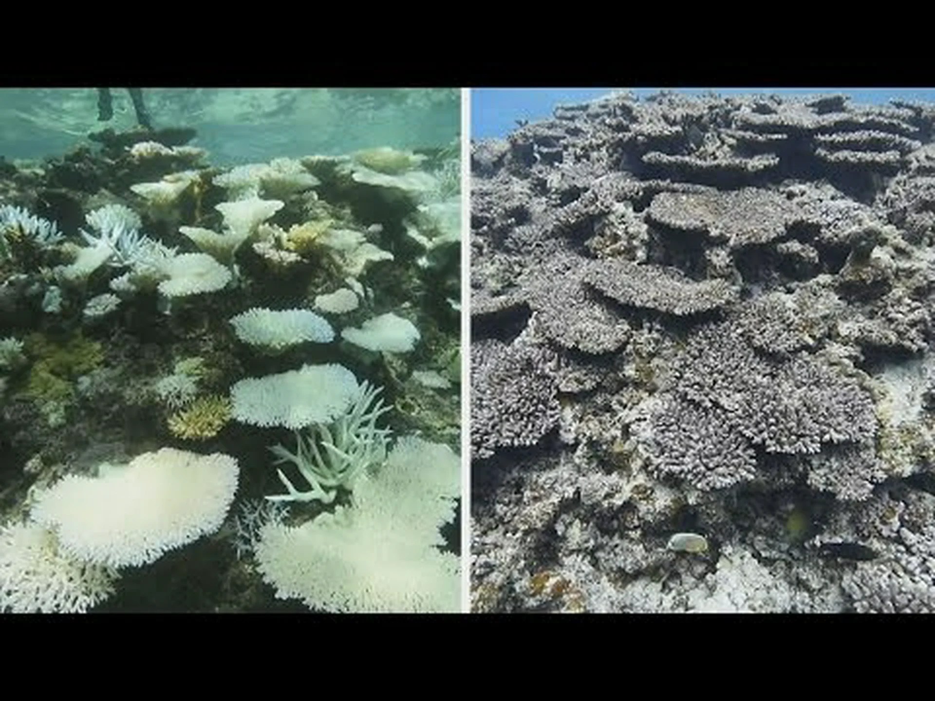 サンゴ: 海岸照明によるタイミングの乱れ サンゴ: 海岸照明によるタイミングの乱れ